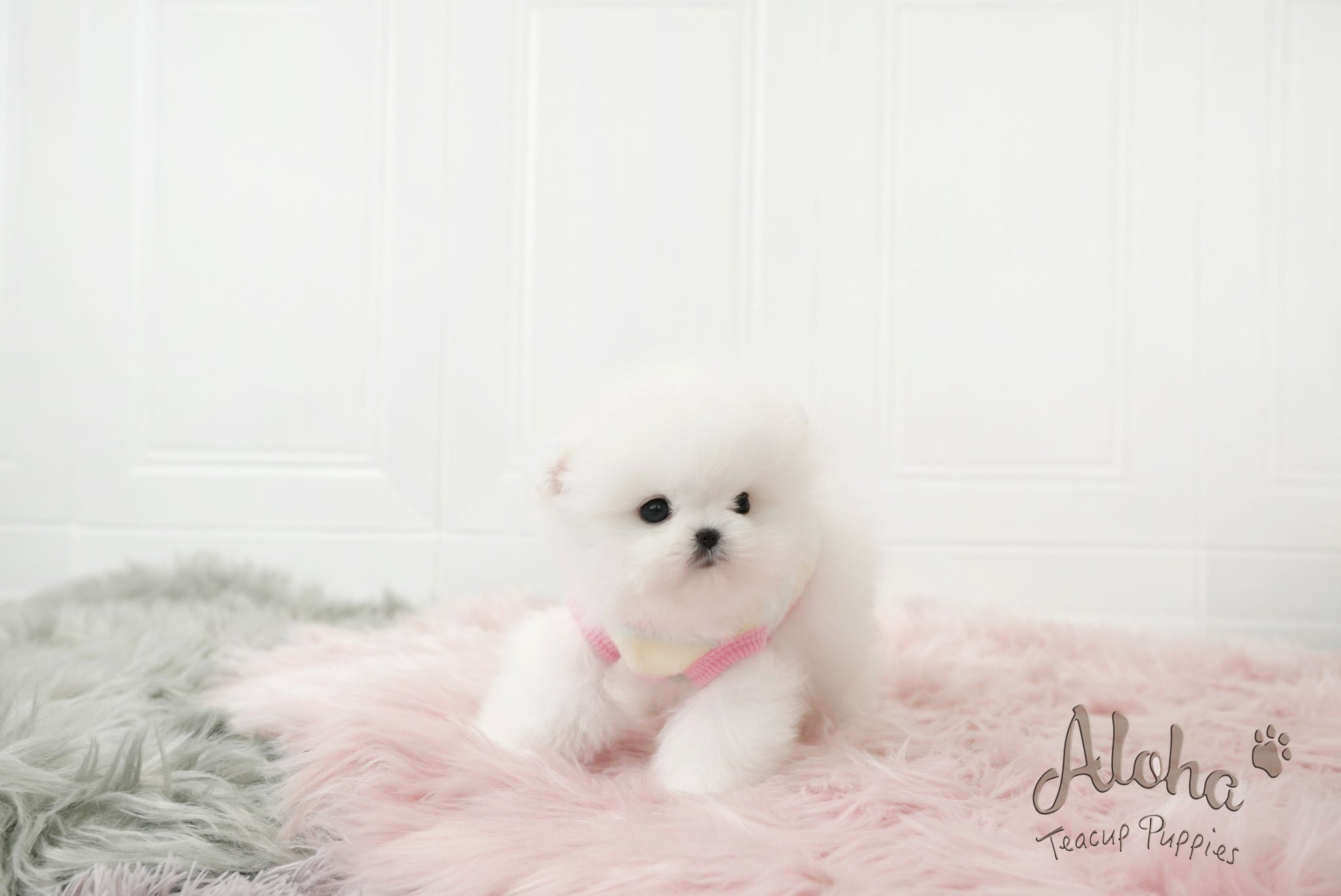 Lyn [TEACUP POMERANIAN]