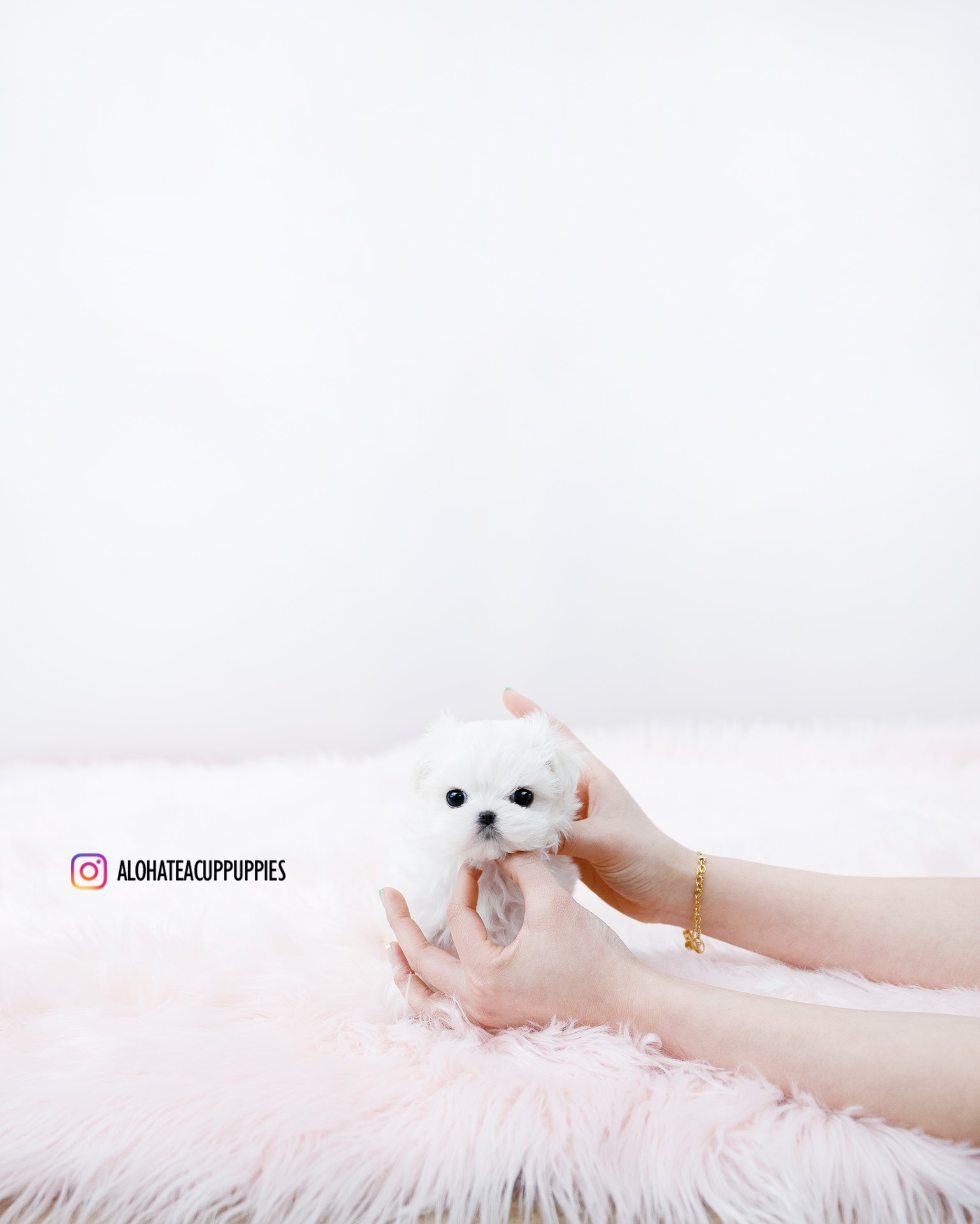 Clara [TEACUP MALTESE]