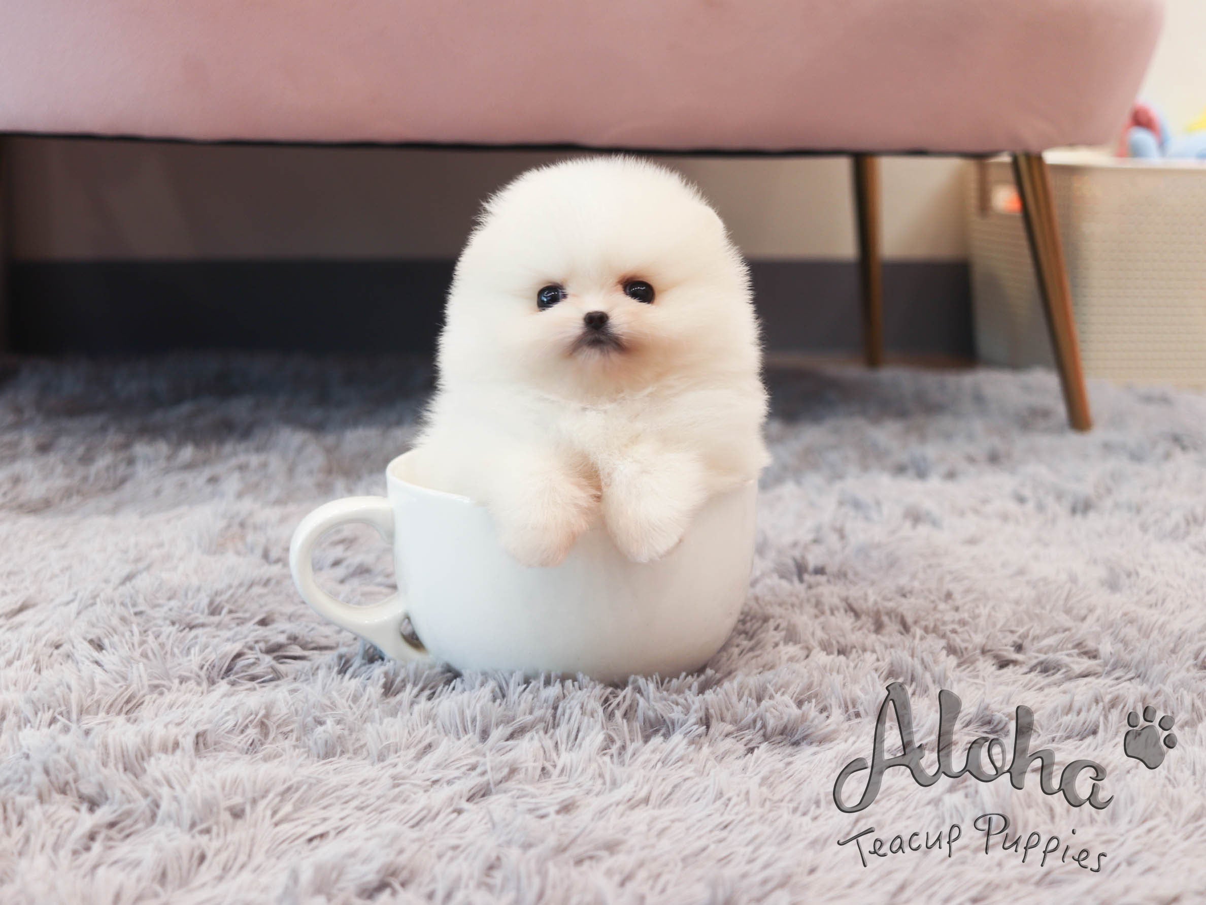 May [TEACUP POMERANIAN]