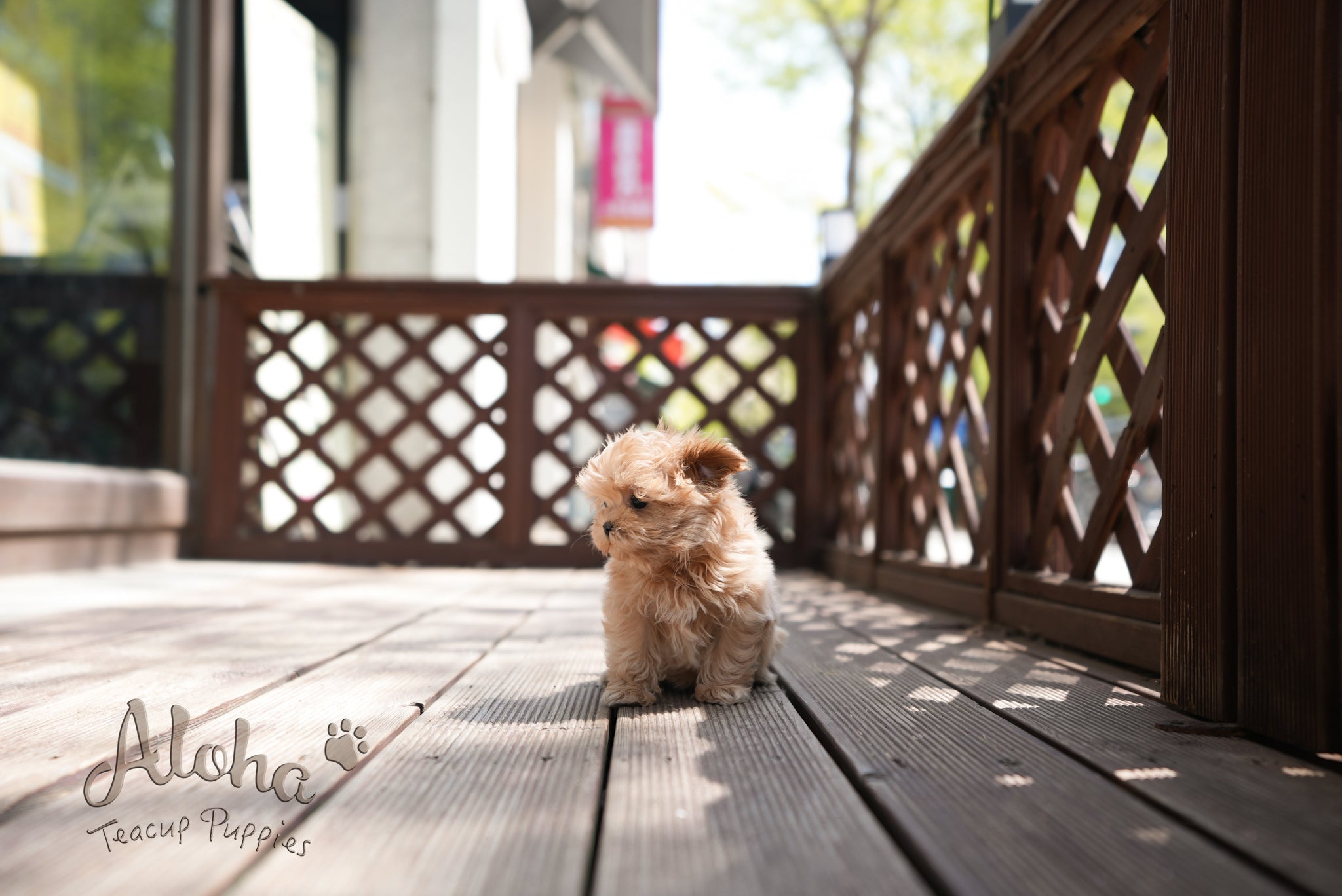 Danna [TEACUP MALTIPOO]