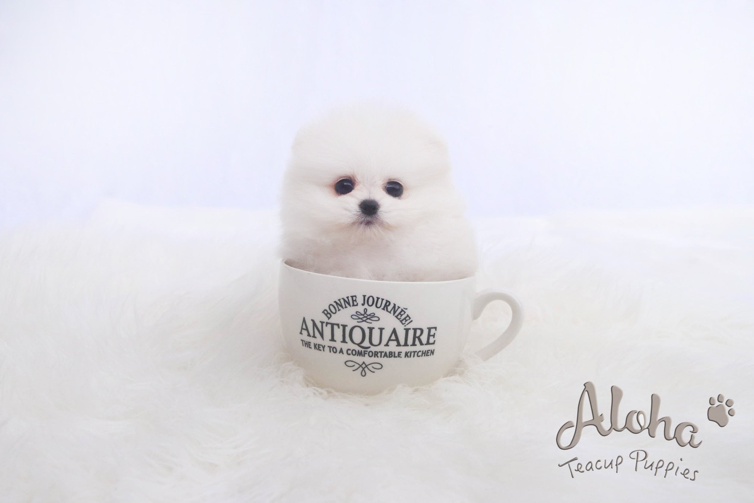 Sold to Roberto, Fiona [TEACUP POMERANIAN]