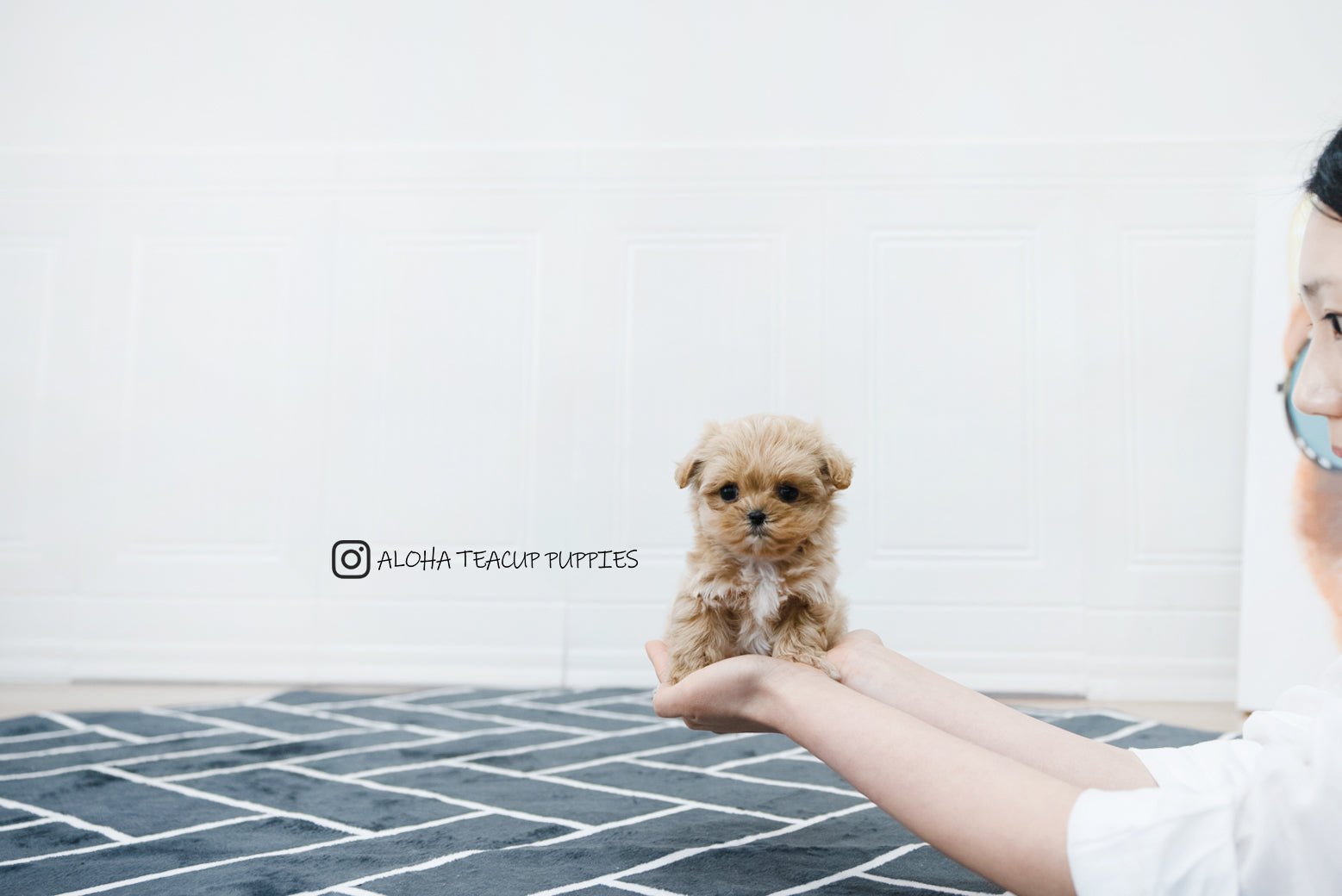 Chris [TEACUP MALTIPOO]