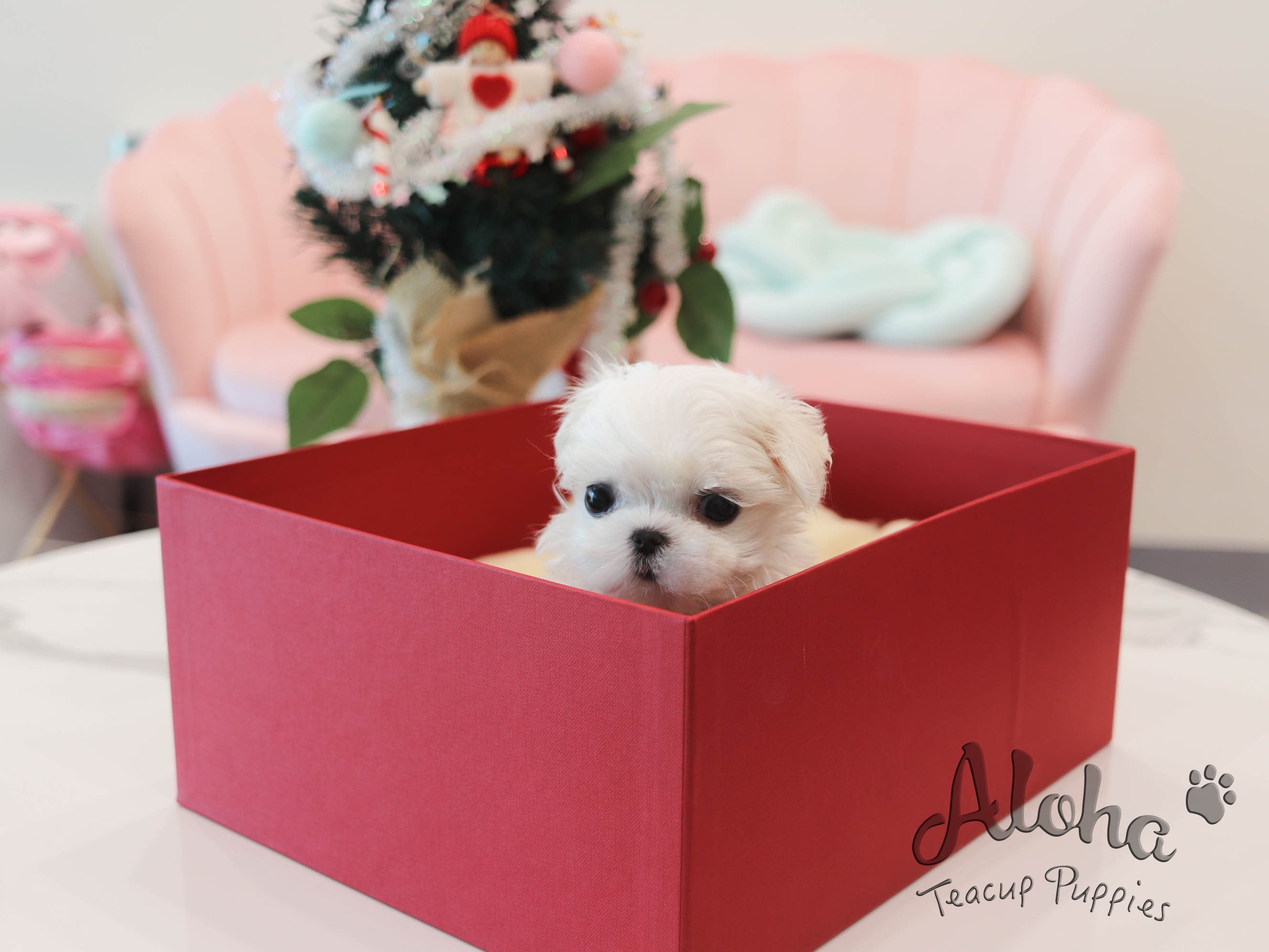 Peach [TEACUP MALTESE]