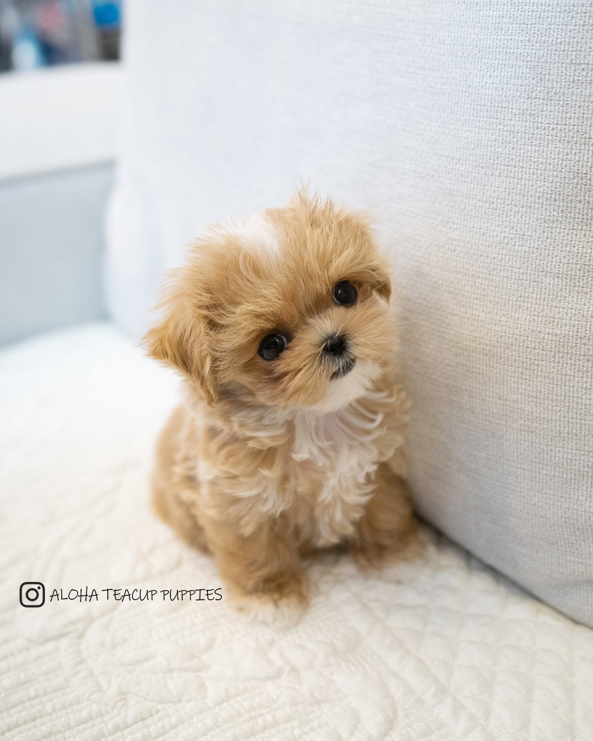 Hazel [MALTIPOO TAMAÑO TAZA DE TÉ]