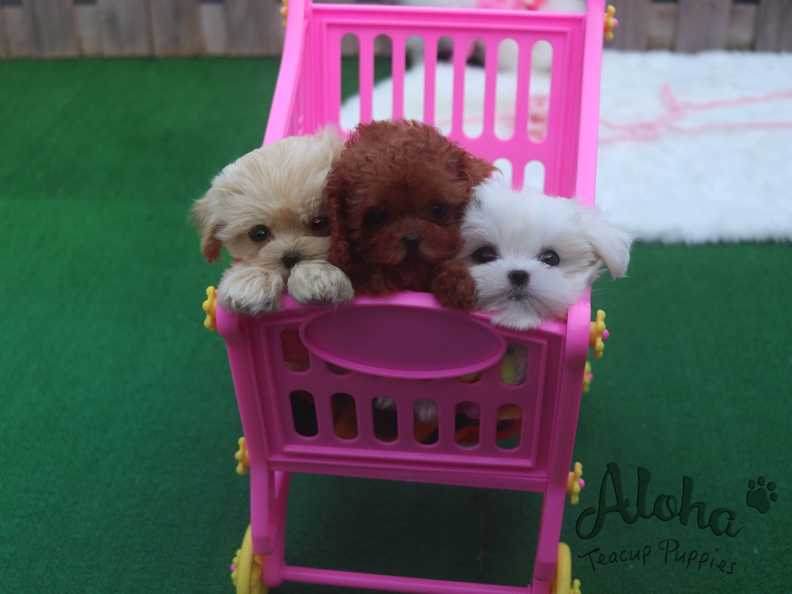 Sold to Vihita, JERRY [TEACUP POODLE]