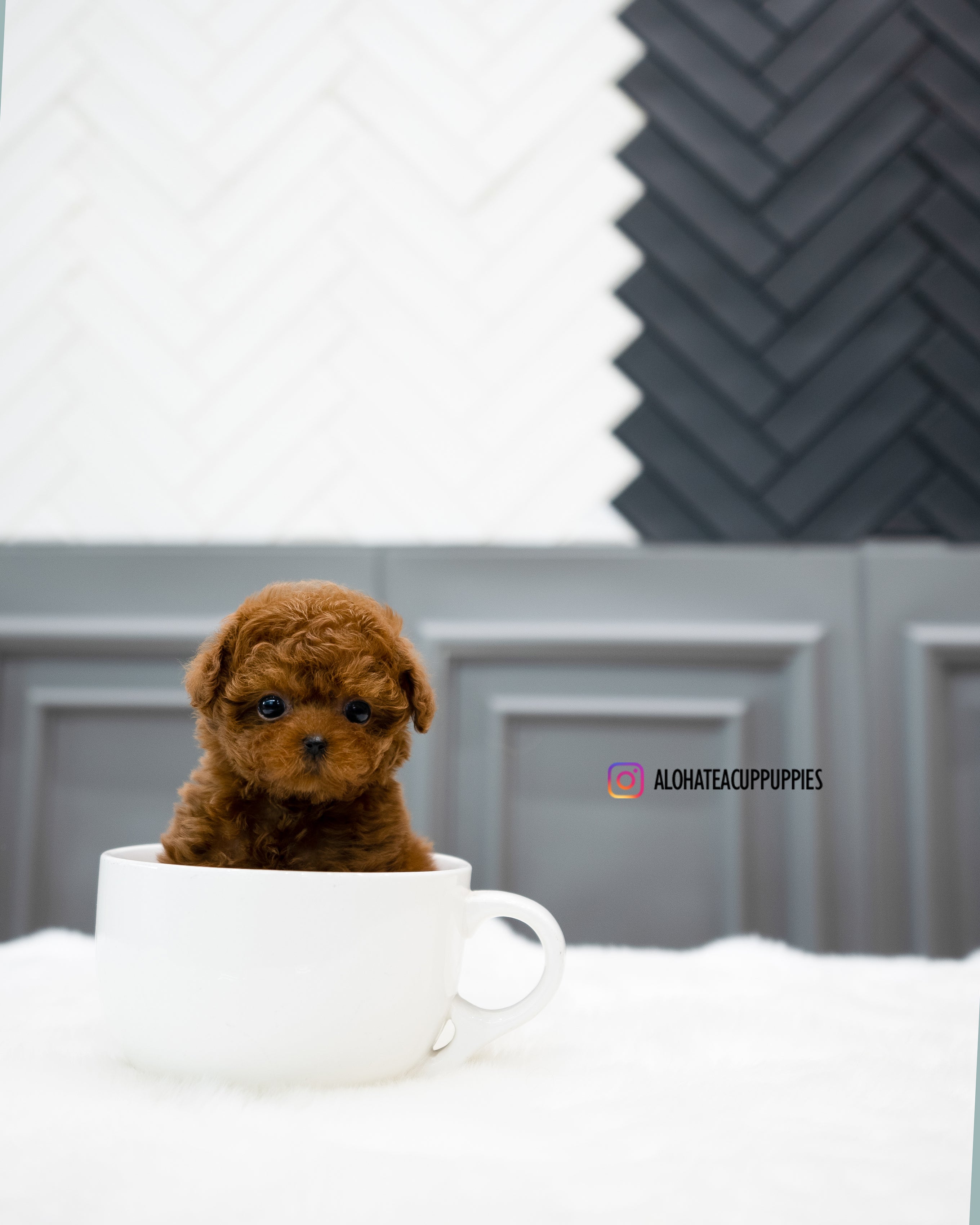 Dan [TEACUP POODLE]