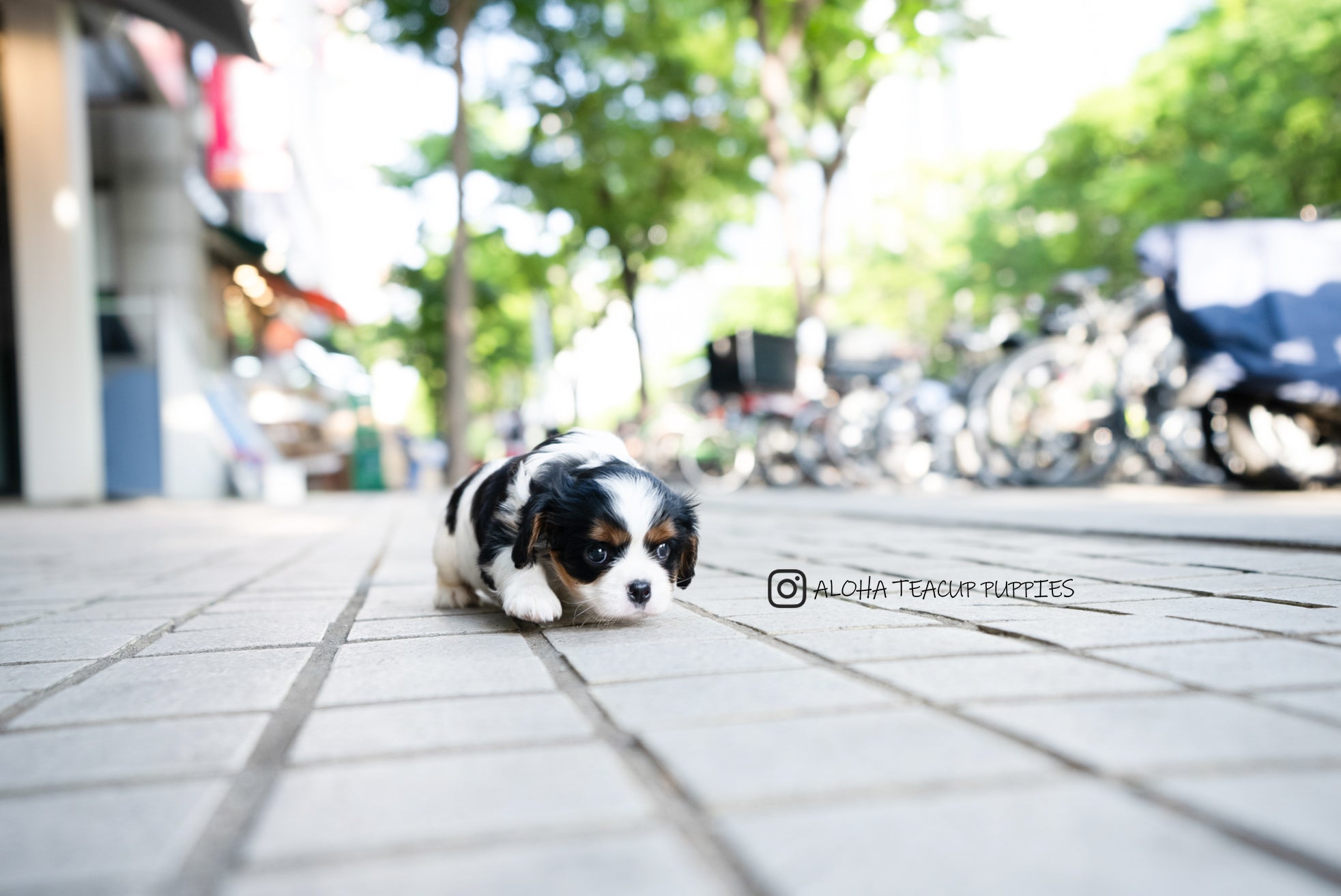 Charlotte [Mini King Charles Spaniel]