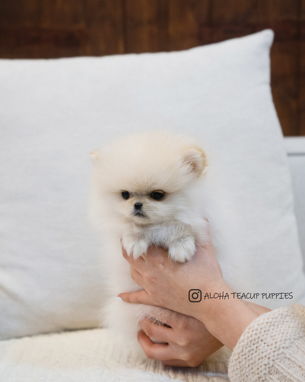 Luca [POMERANIA TAZA DE TÉ]