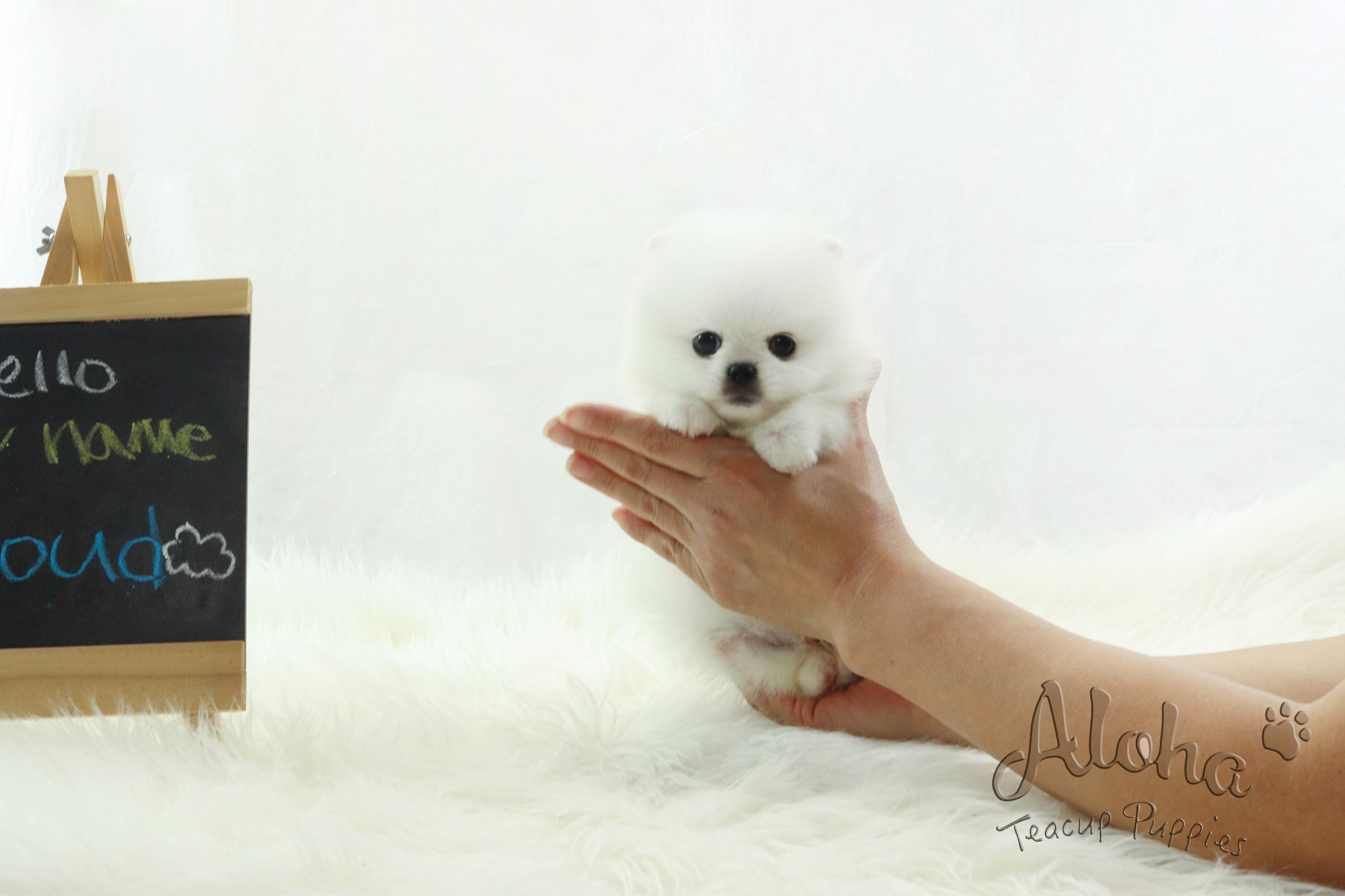 Vendido a Barbie, SANTA [Pomerania]