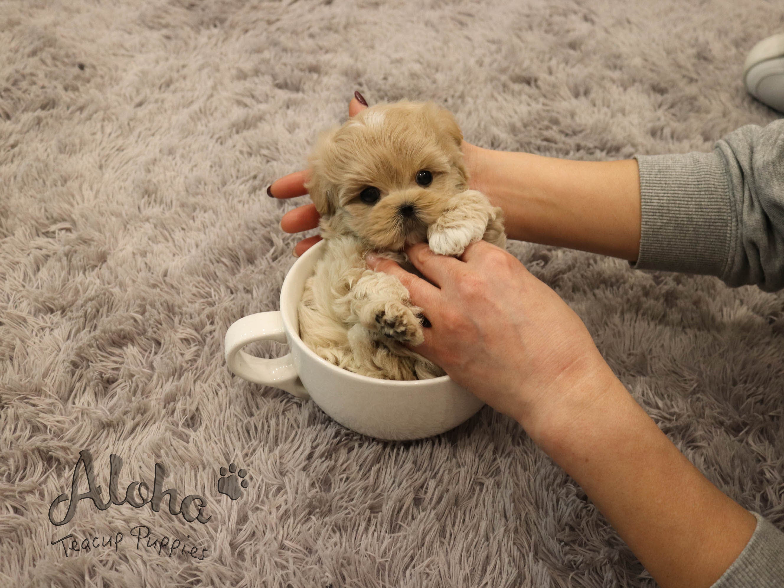 Copper [TEACUP MALTIPOO]