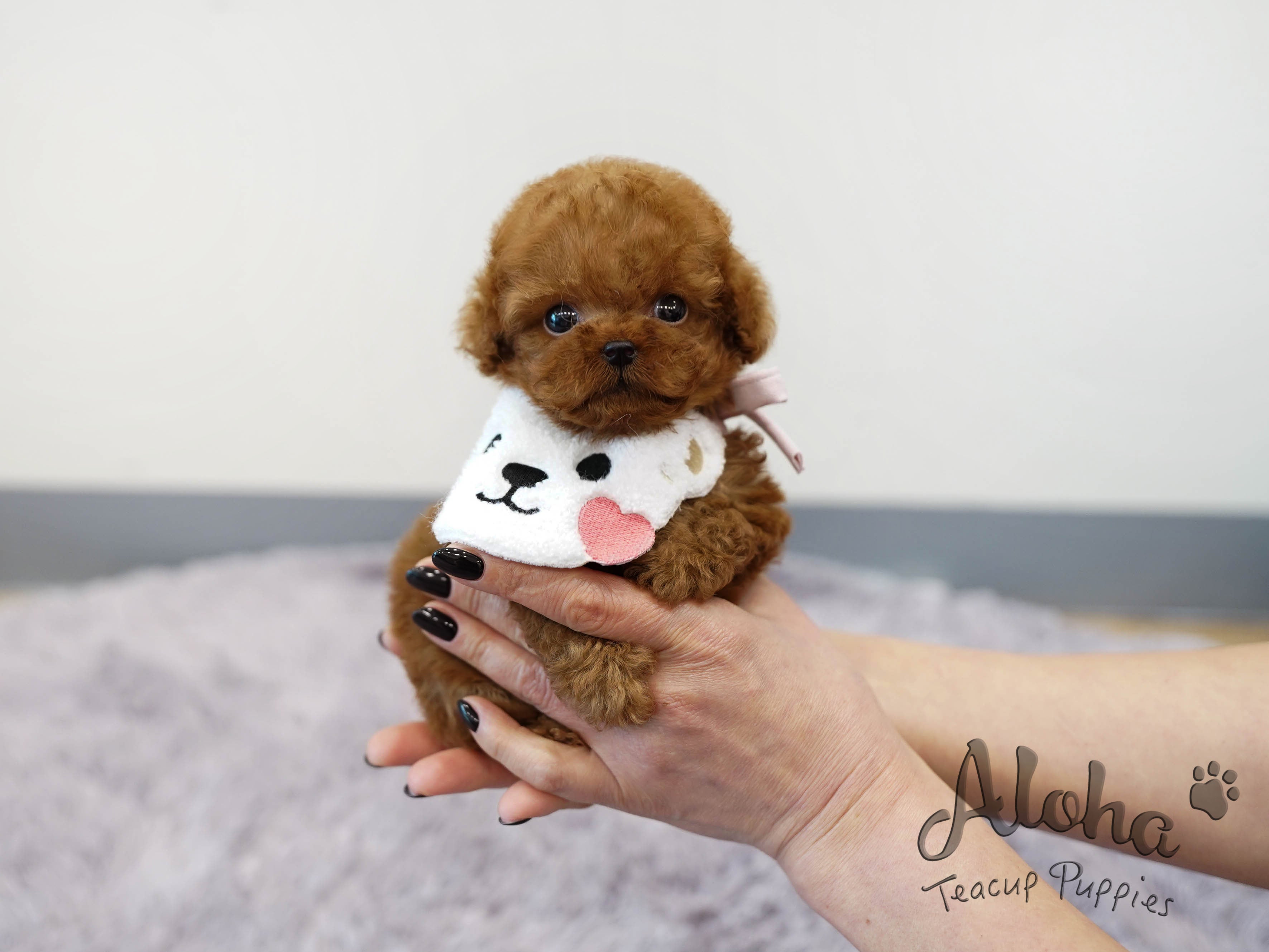 Teddy [TEACUP POODLE]