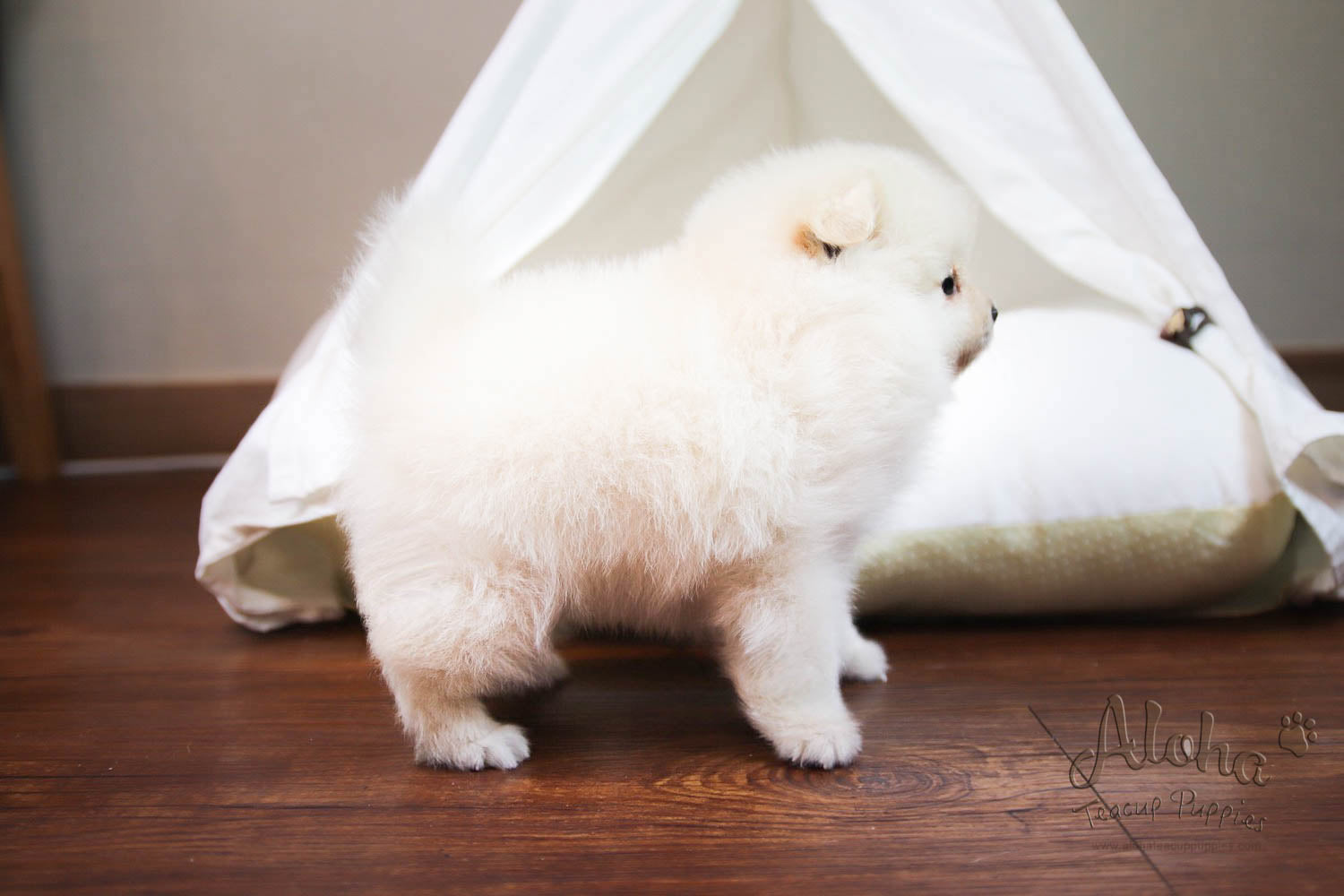 Kiko - [Pomeranian] - Sold to Shirin Lak
