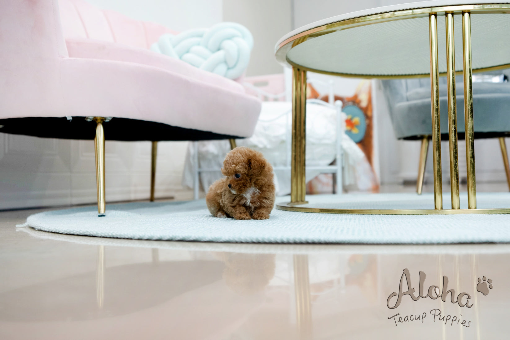 Peanut [TEACUP POODLE]