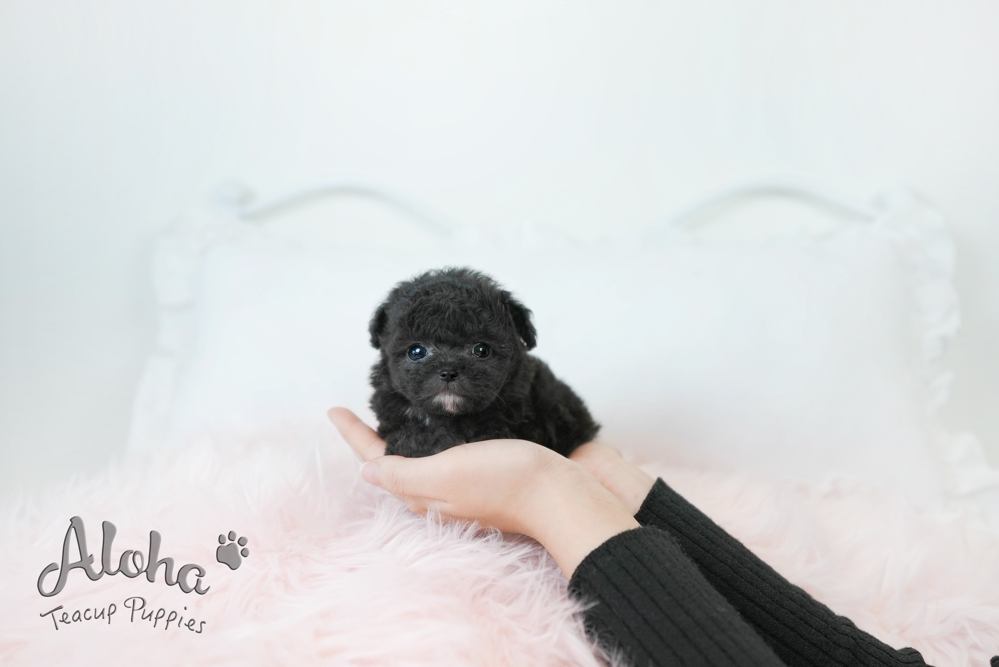 POPPY  [TEACUP POODLE]