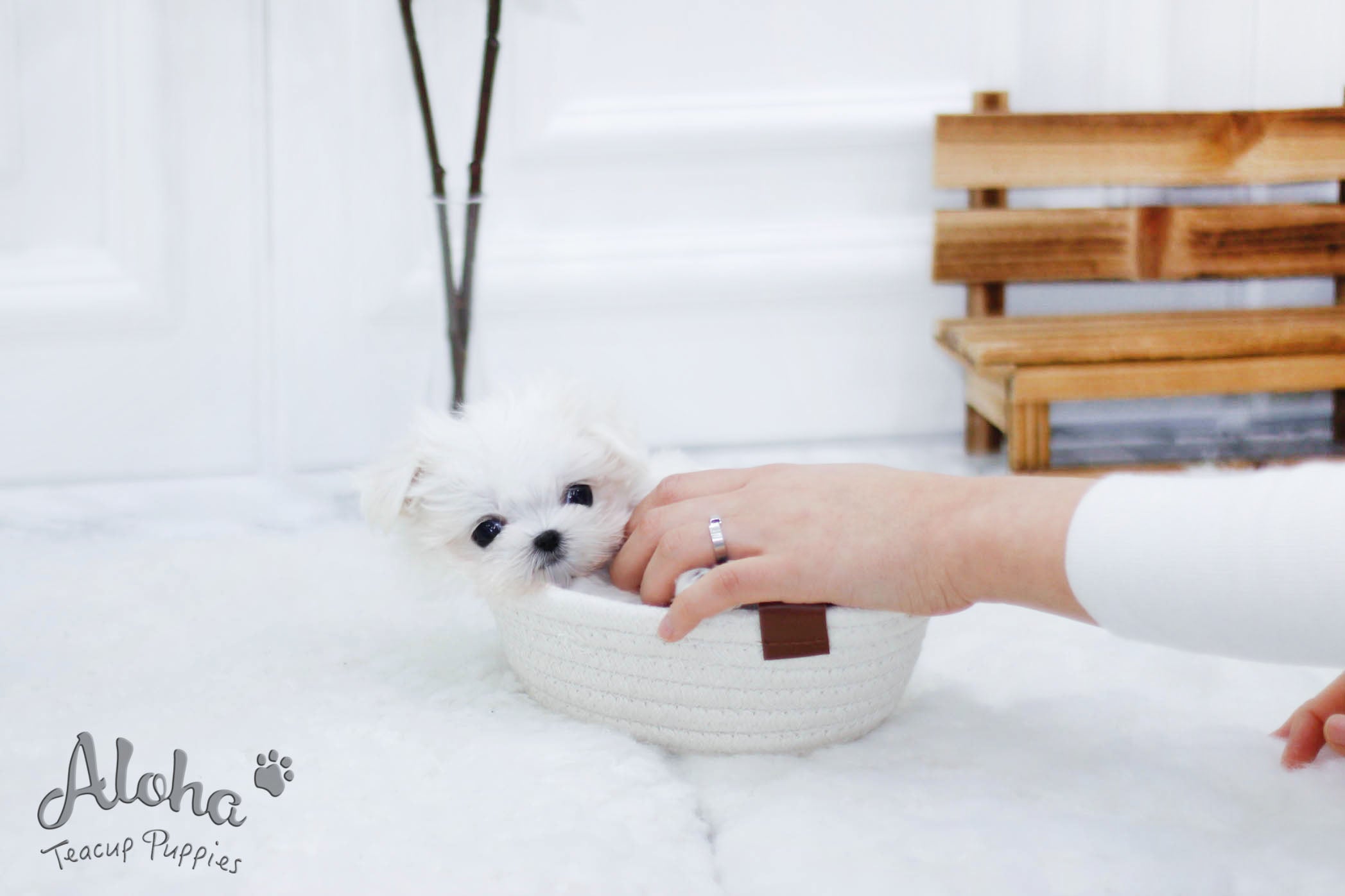 Sold to Tien, Woody [TEACUP MALTESE]