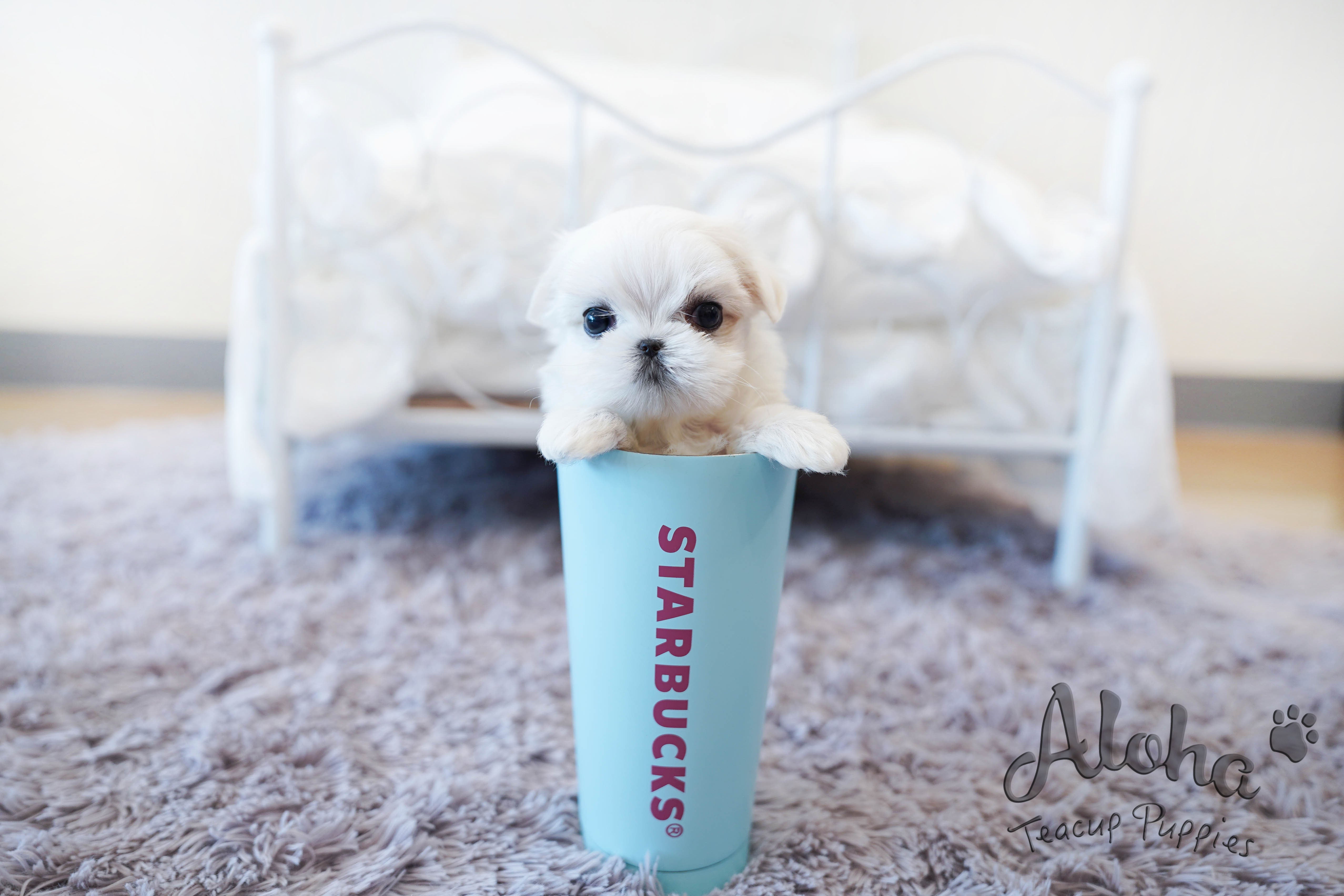 Melon [TEACUP MALTESE]