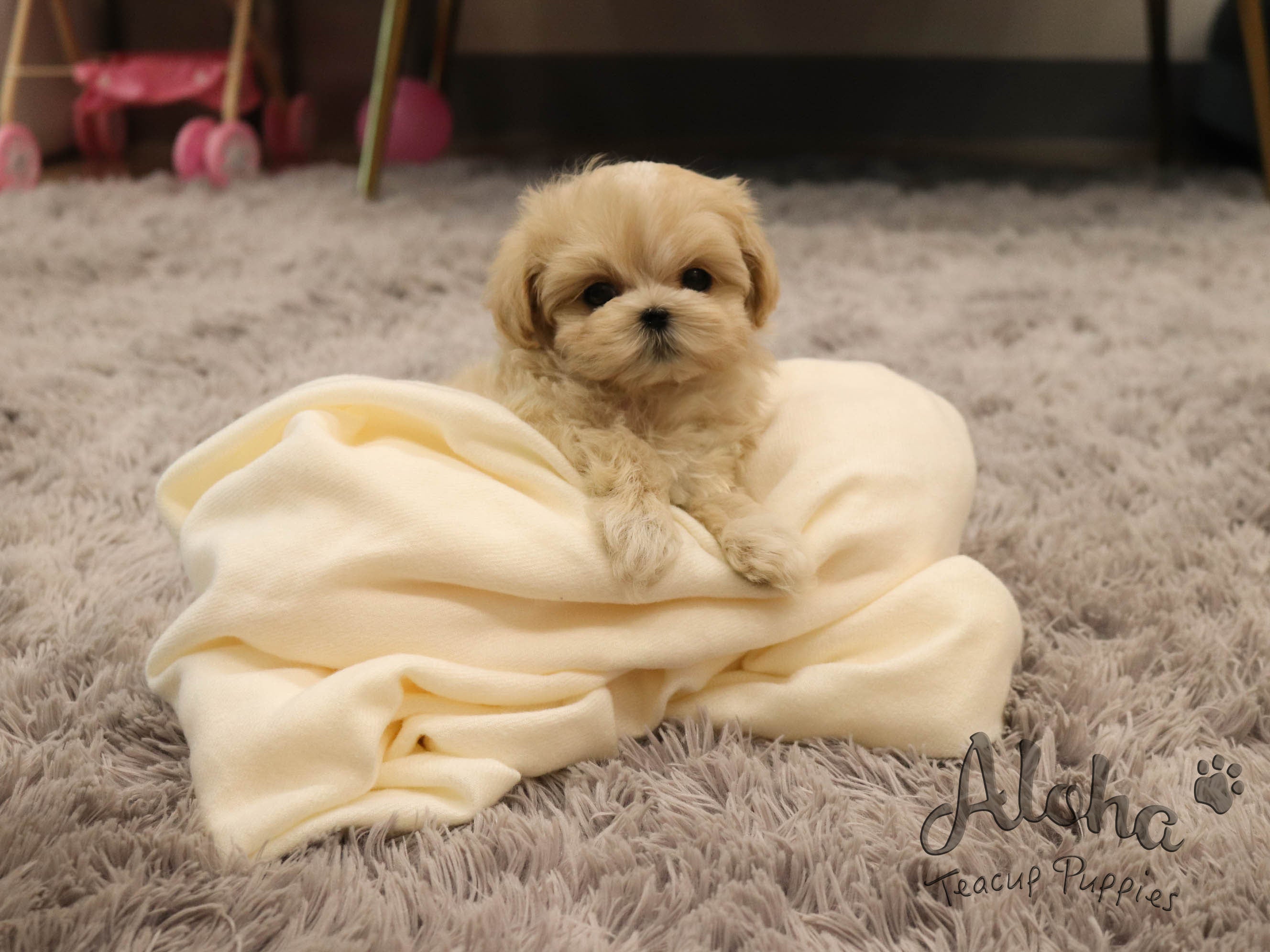 Mary [TEACUP MALTIPOO]