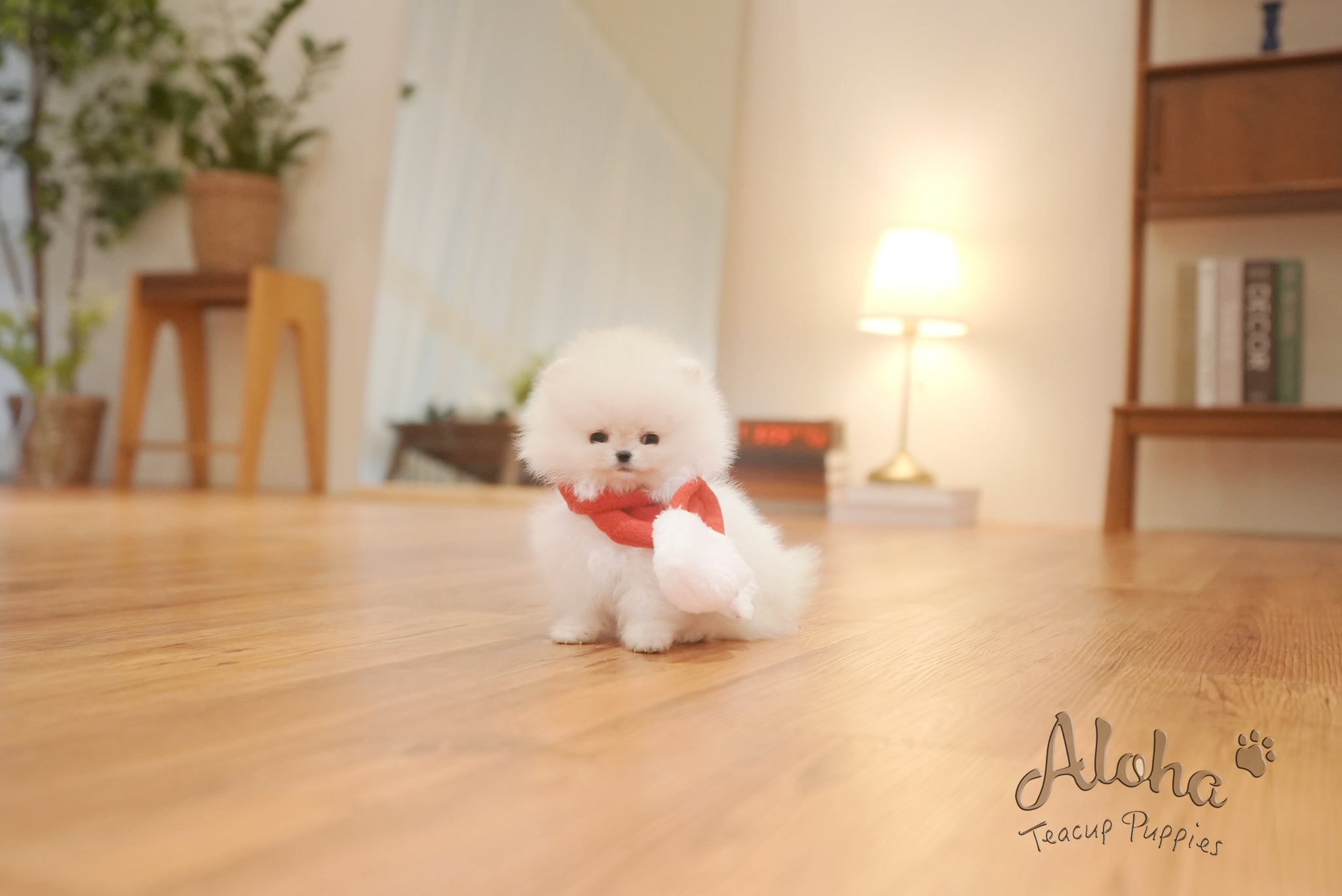 Anna [TEACUP POMERANIAN]