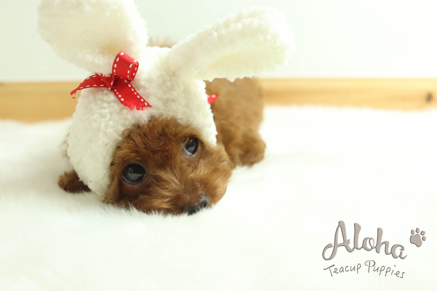 Sold to Camila, CAPTAIN - [Teacup Poodle]