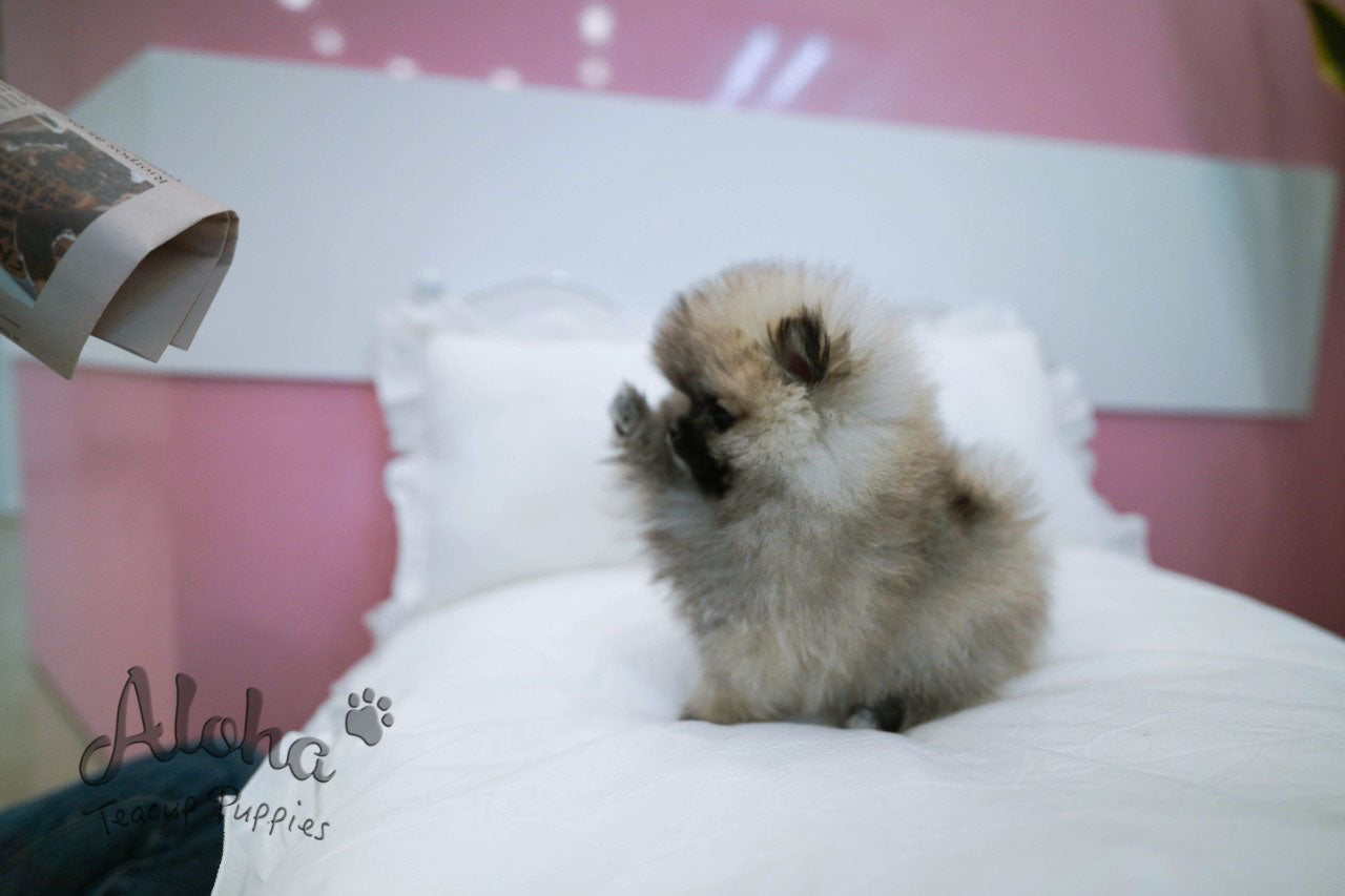 Foufou [TEACUP POMERANIAN]