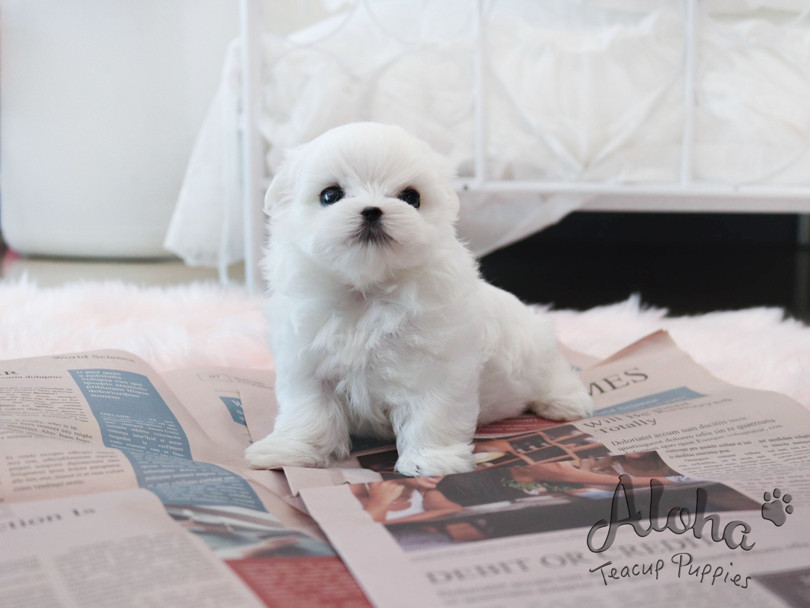 Montblanc [TEACUP MALTESE]