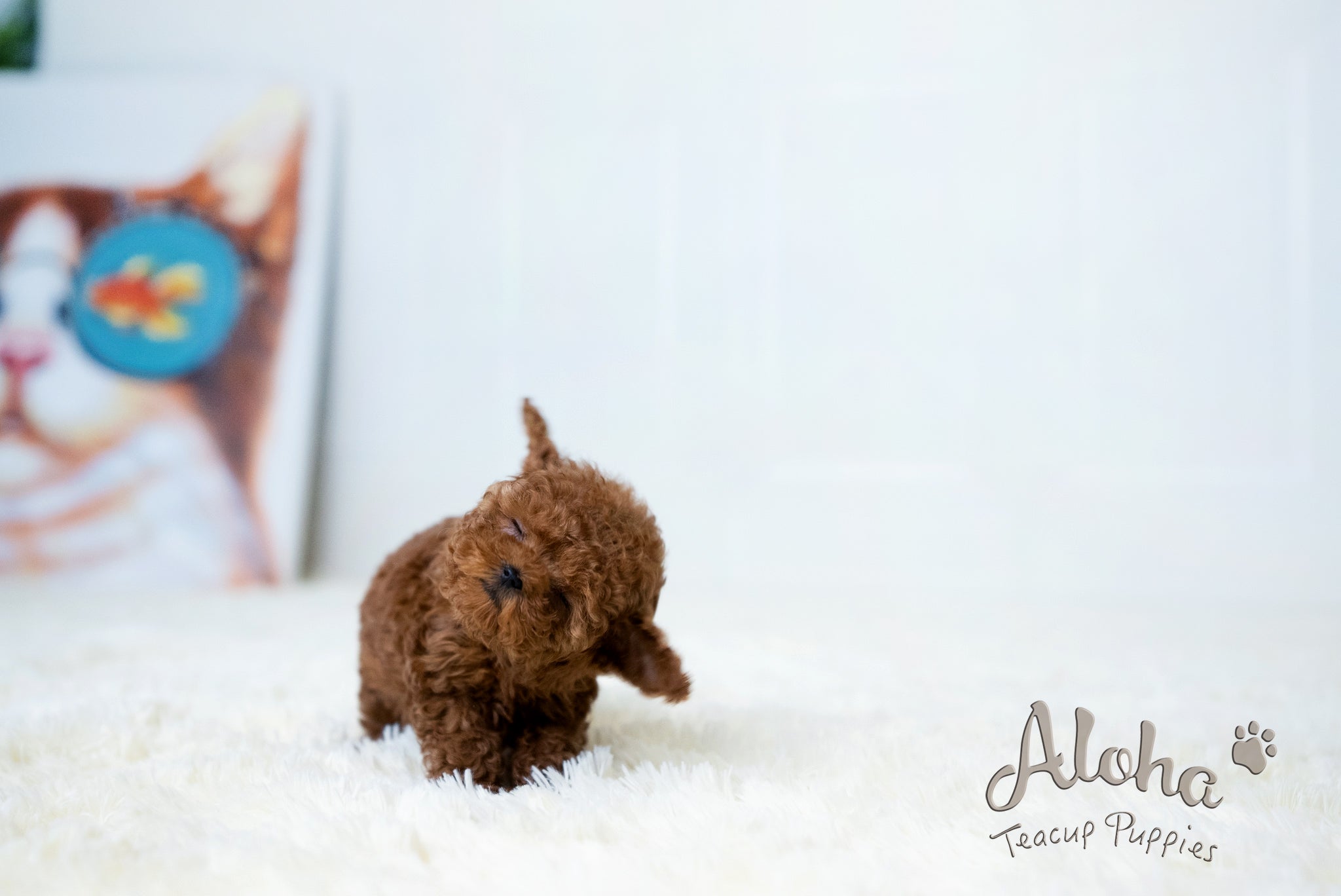Lina [TEACUP POODLE]