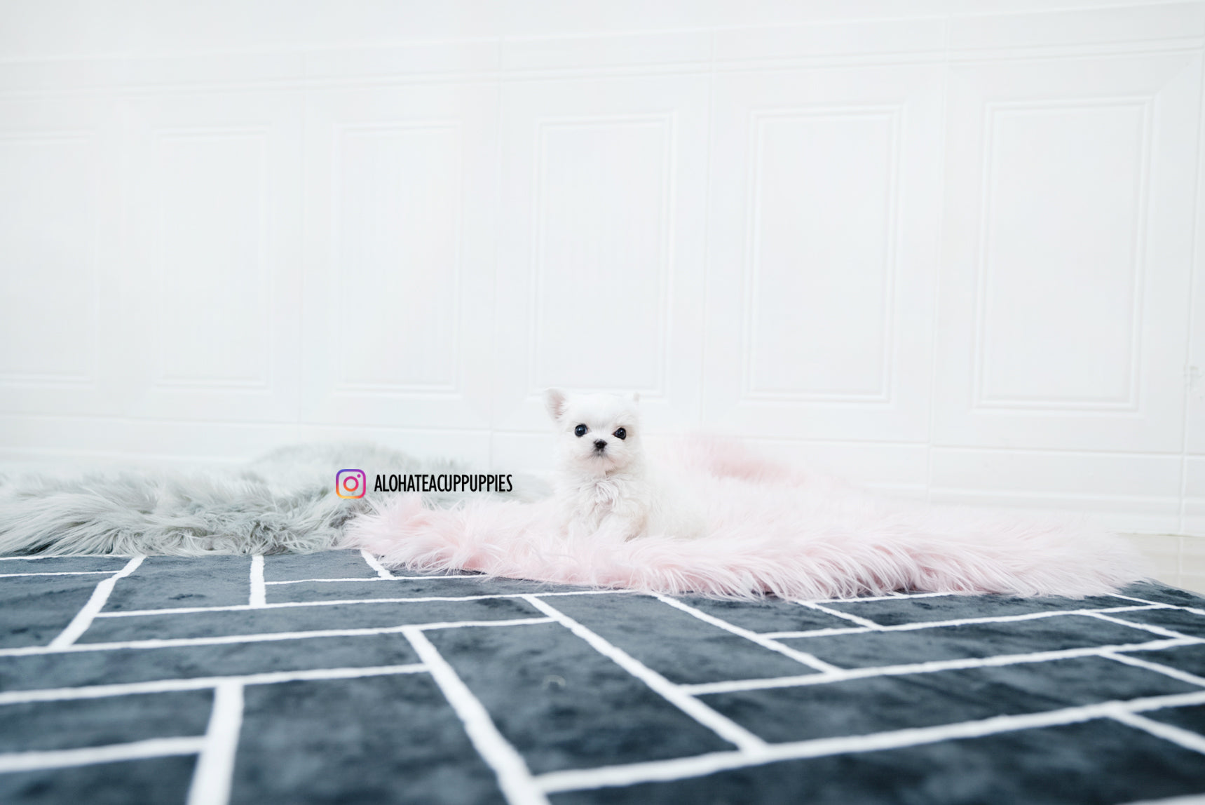 Tiana [TEACUP MALTESE]