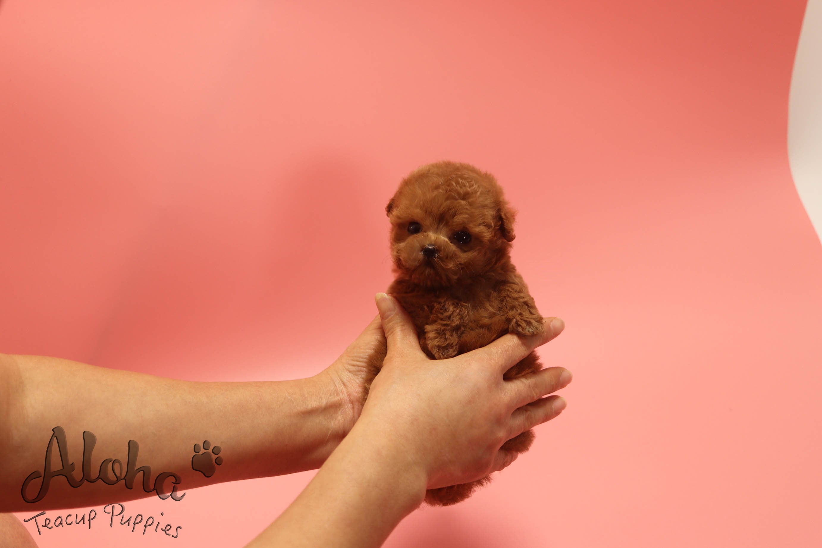 Vendido a Brandon, BAMBI [CANICHE TACITA DE TÉ]