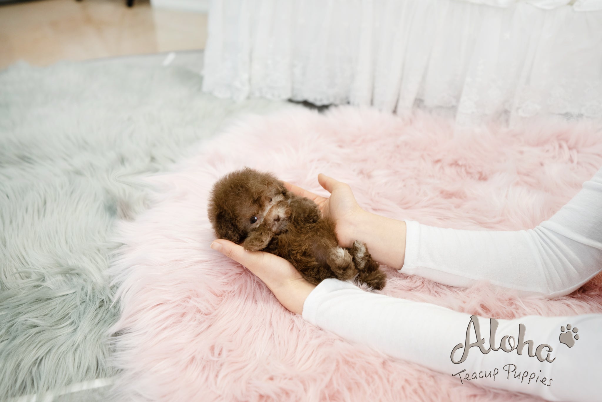 Lucy [TEACUP POODLE]