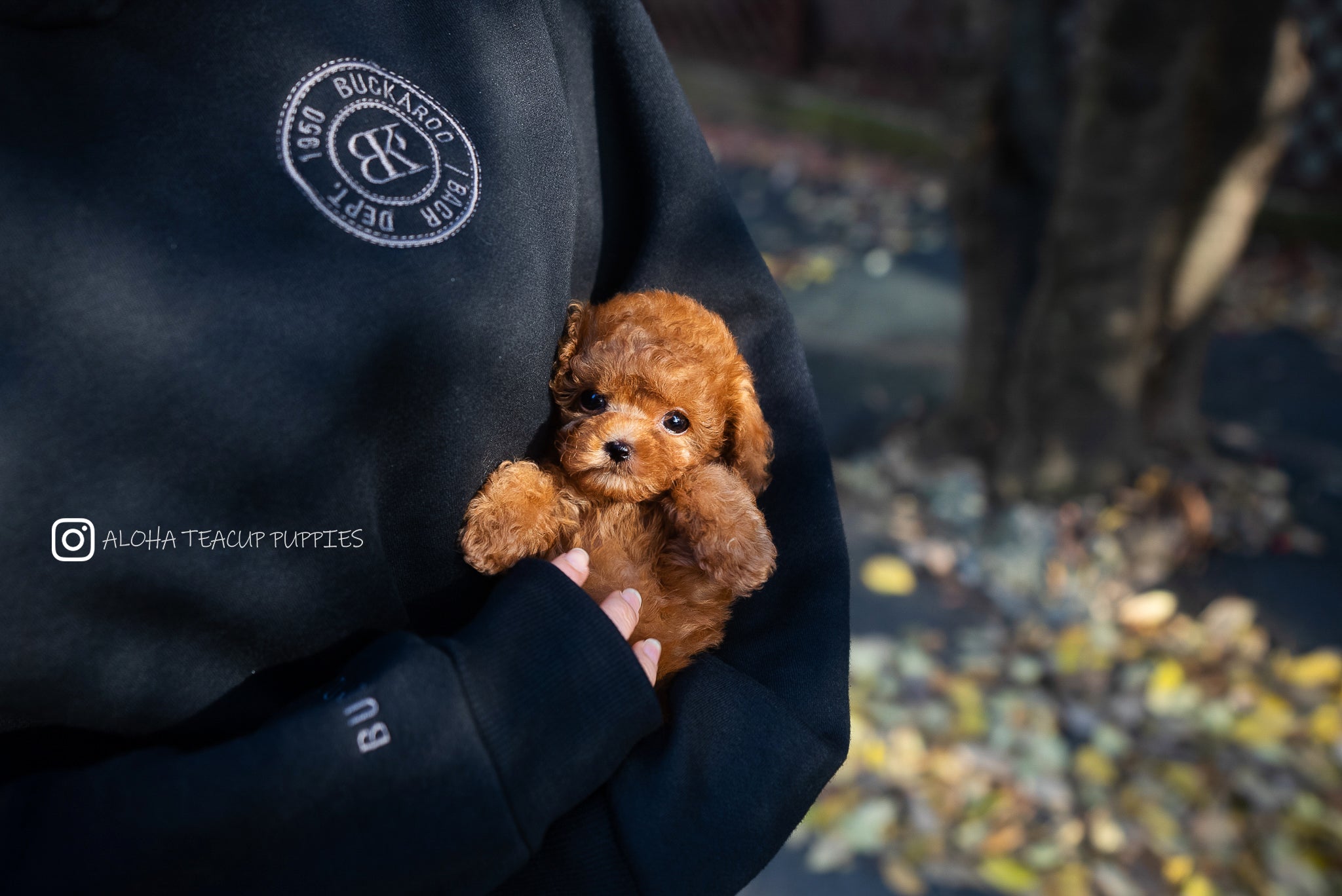 Bianca [TEACUP POODLE]