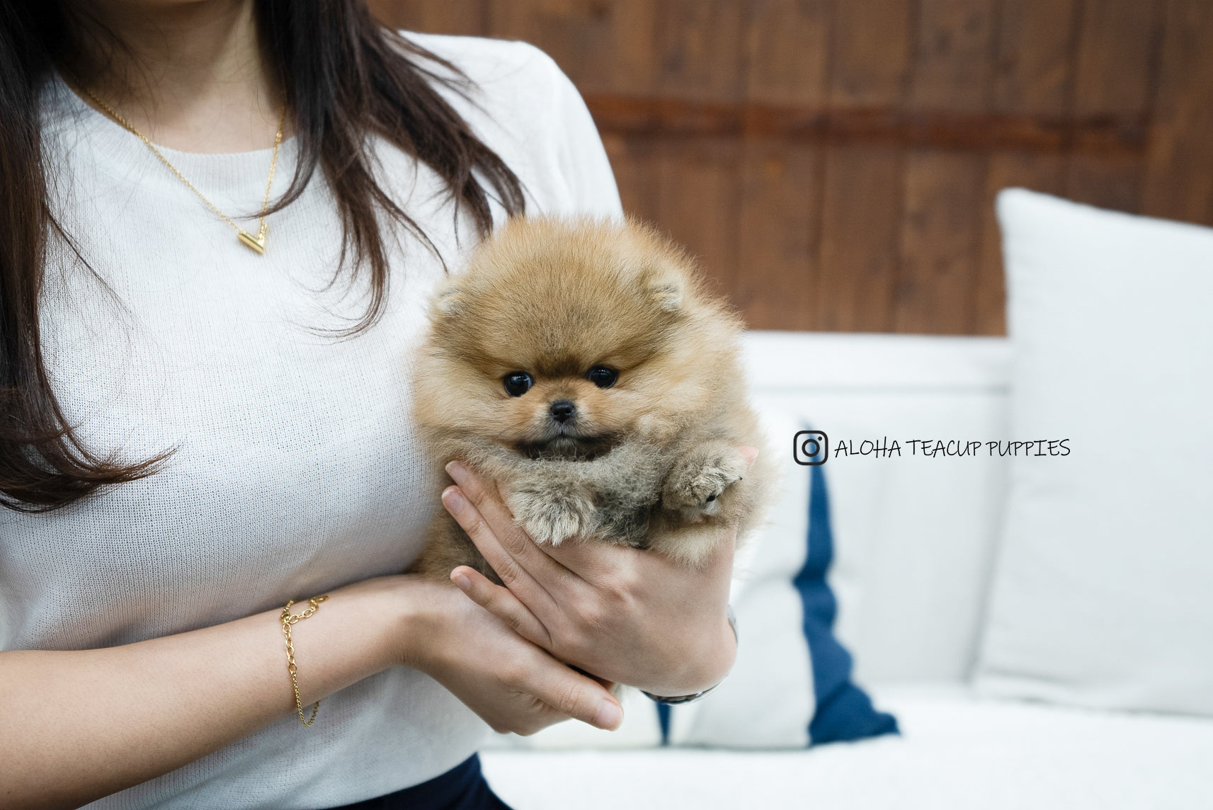 Diego [TEACUP POMERANIAN]