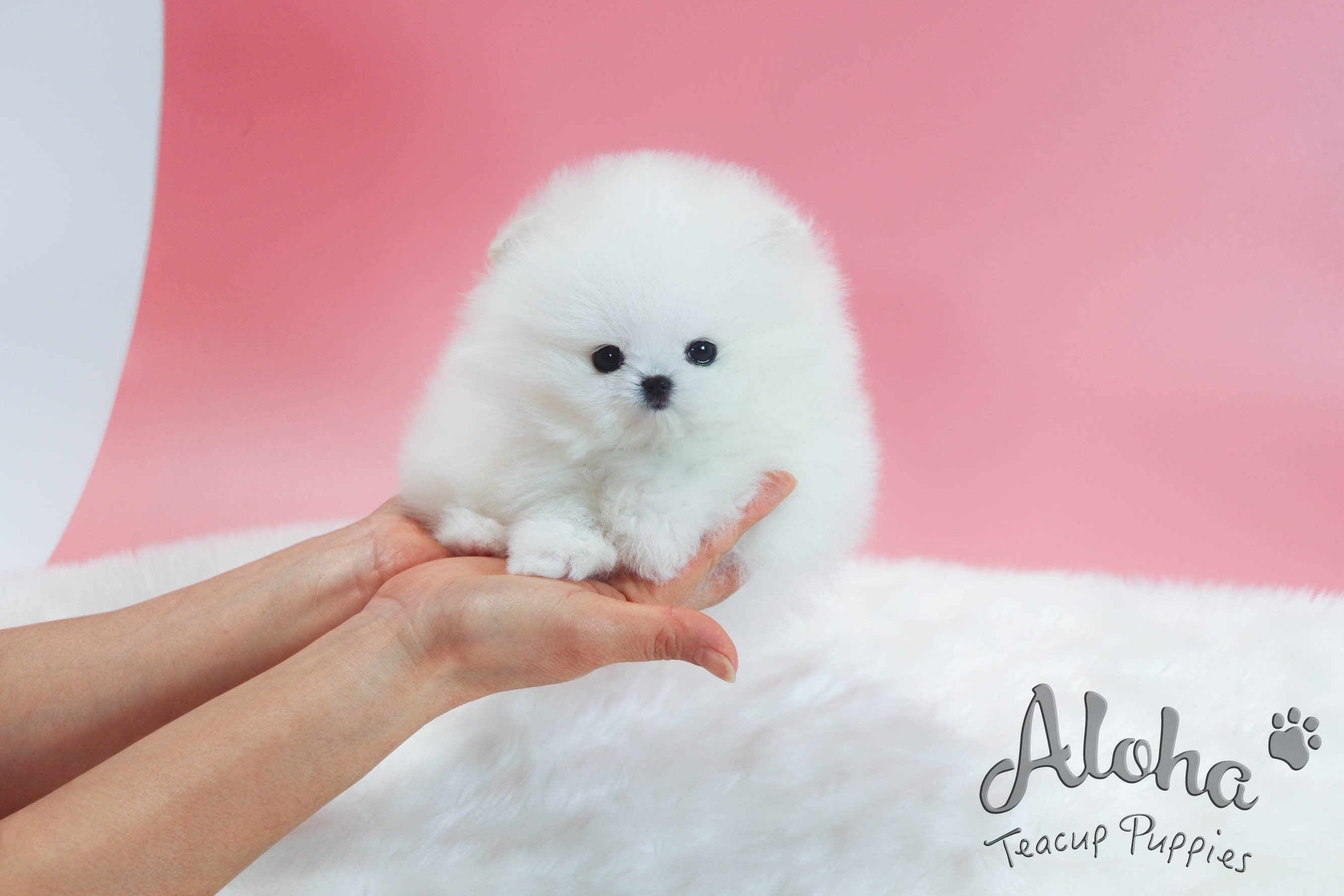 Anna [TEACUP POMERANIAN]