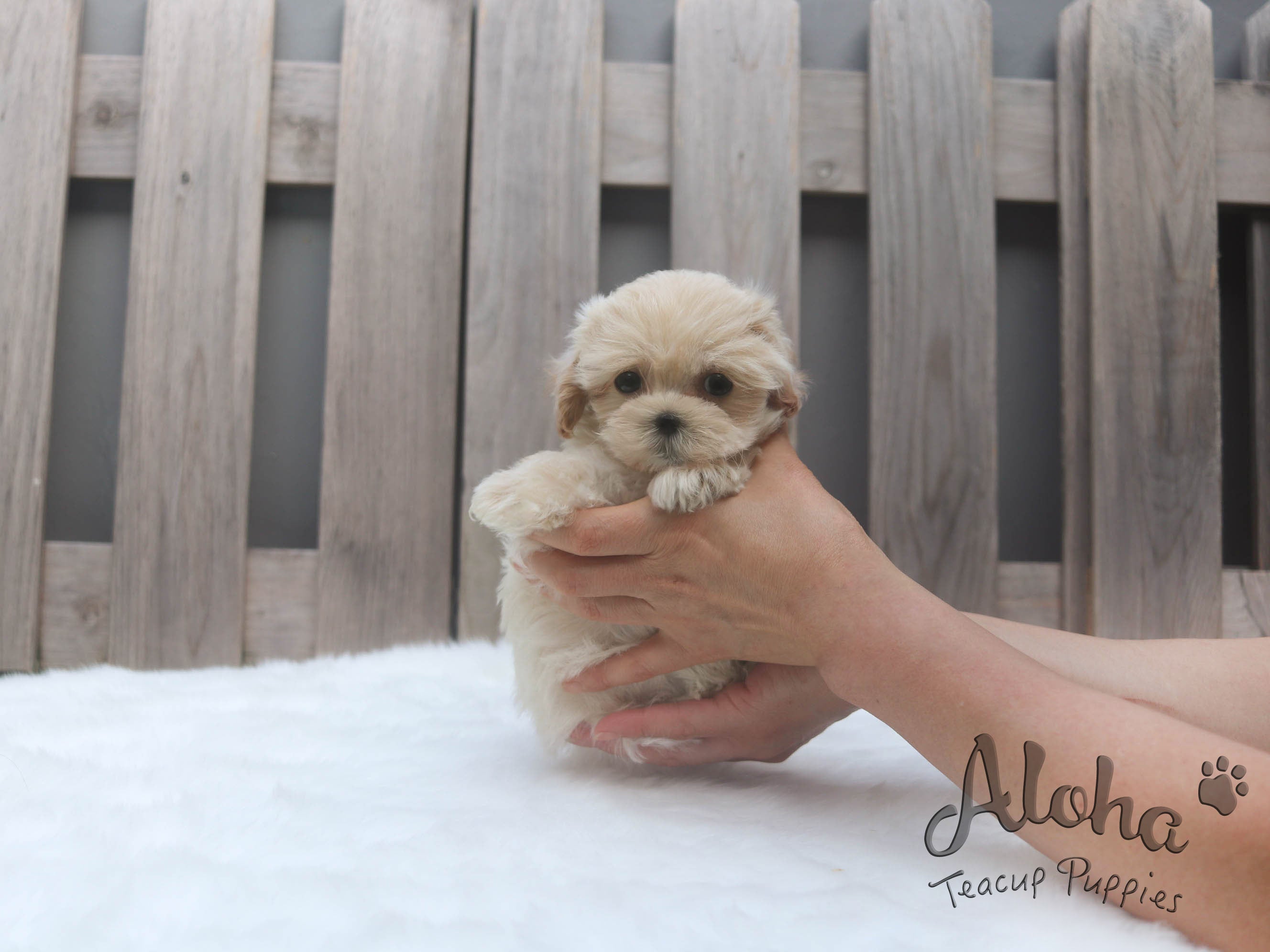Sold to Claudia, Paw [TEACUP MALTIPOO]