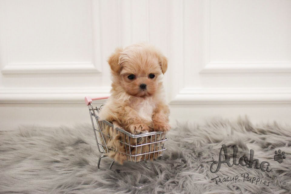 Dorothy [TEACUP Maltipoo]