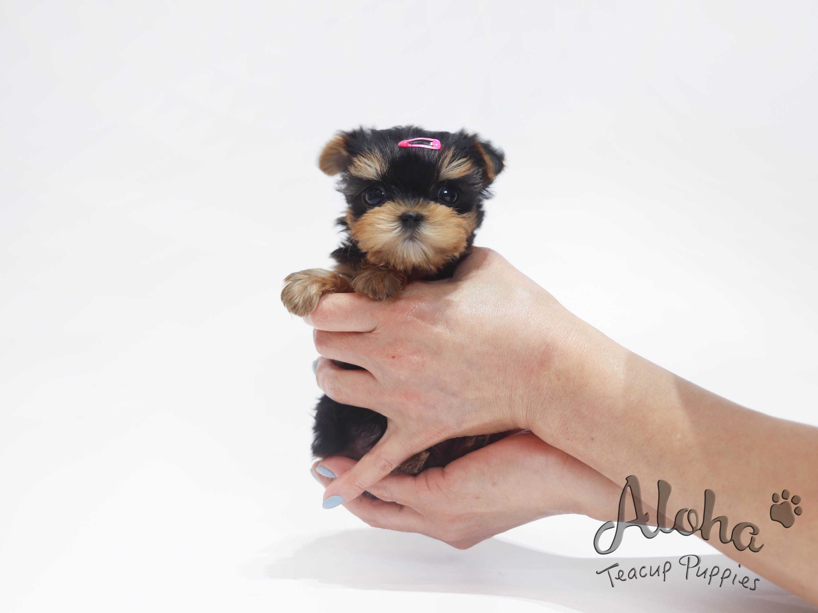 MOLLY [TEACUP YORKIE]