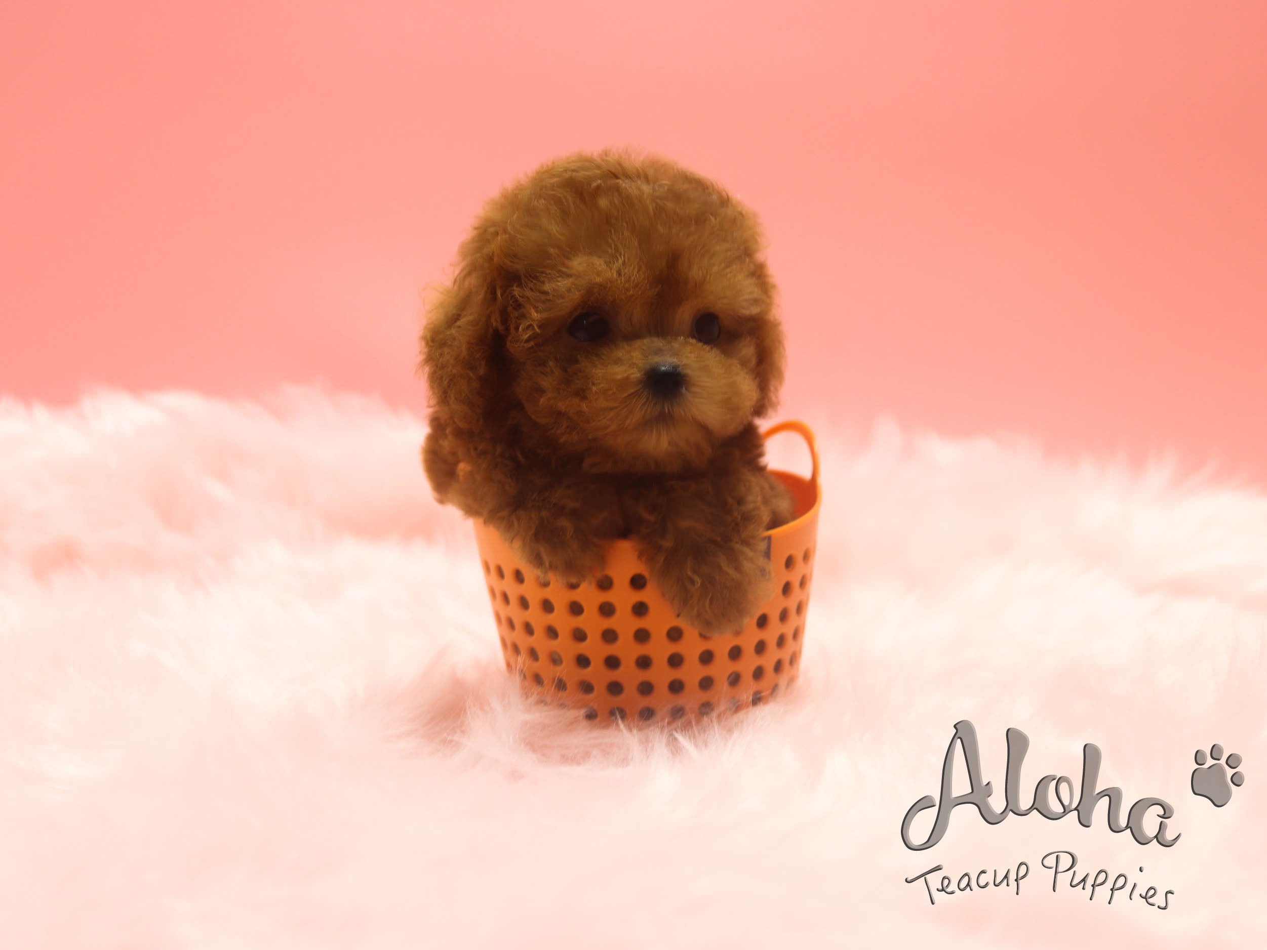 Kona [TEACUP POODLE]