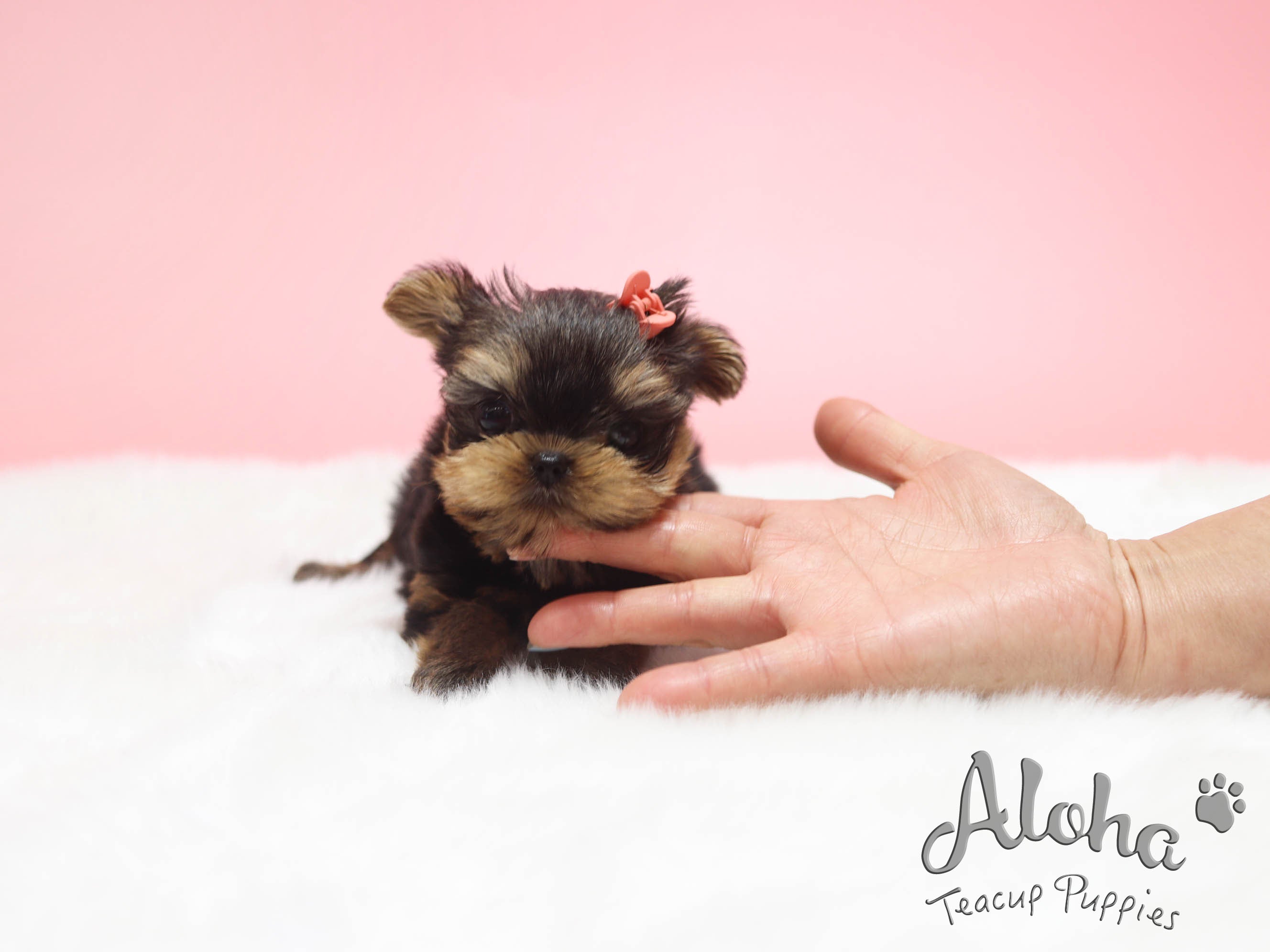 Heidi [TEACUP YORKIE]