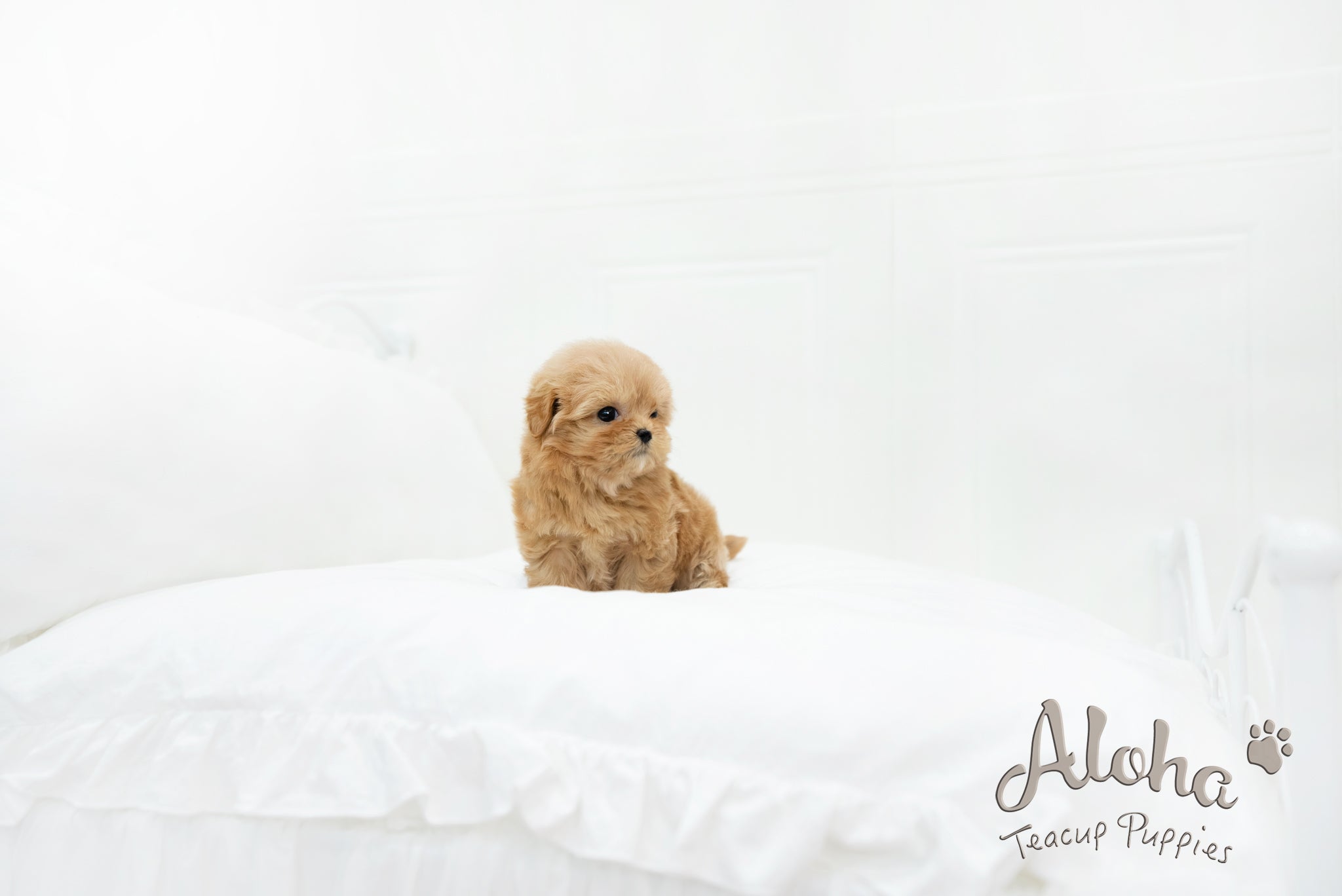 Ruby [MALTIPOO TOY]