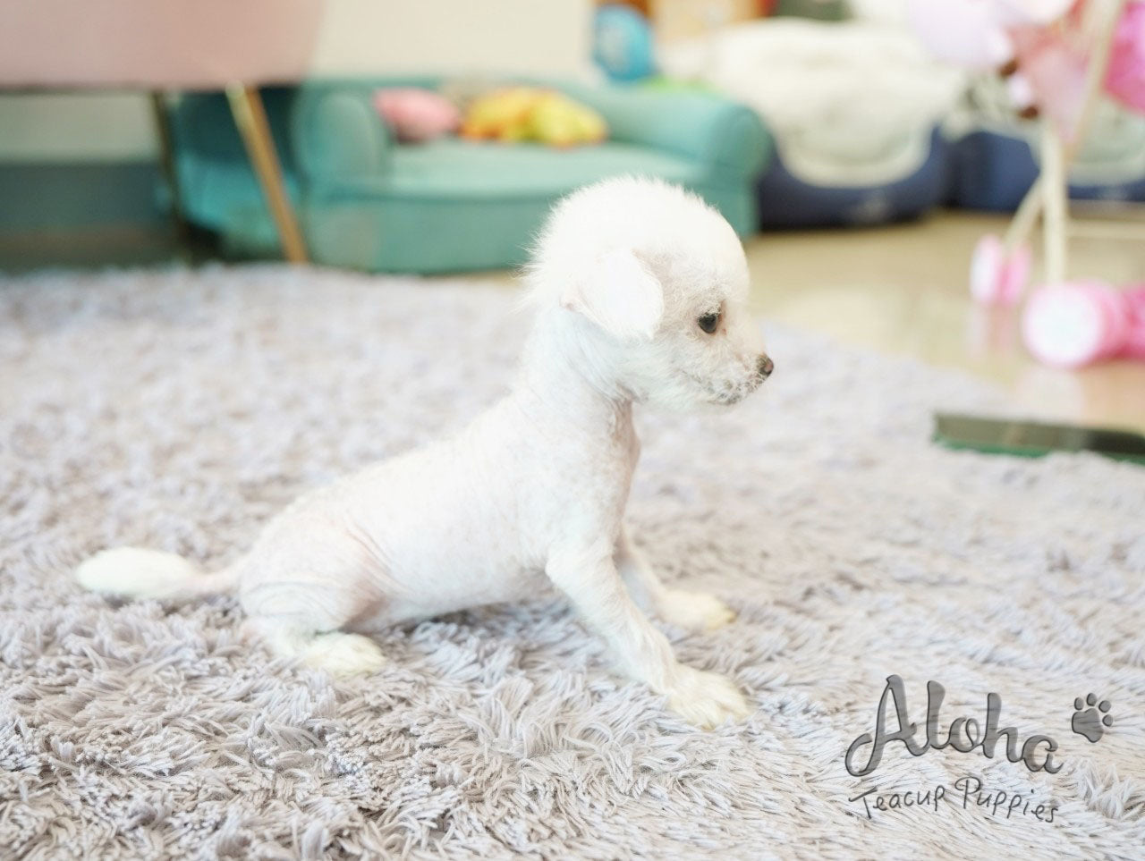 Roma [TEACUP Chinese Crested]