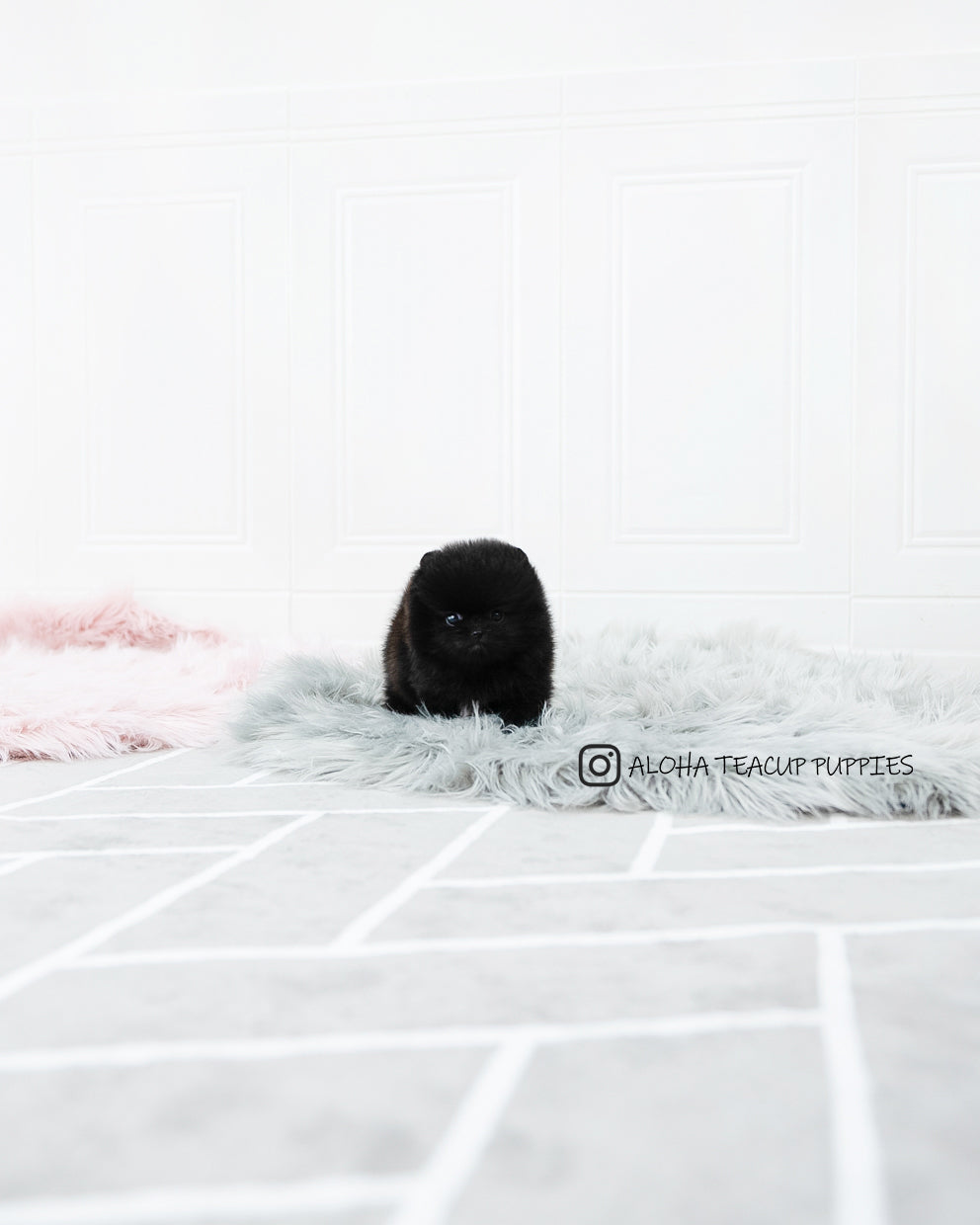 Mika [POMERANIAN]
