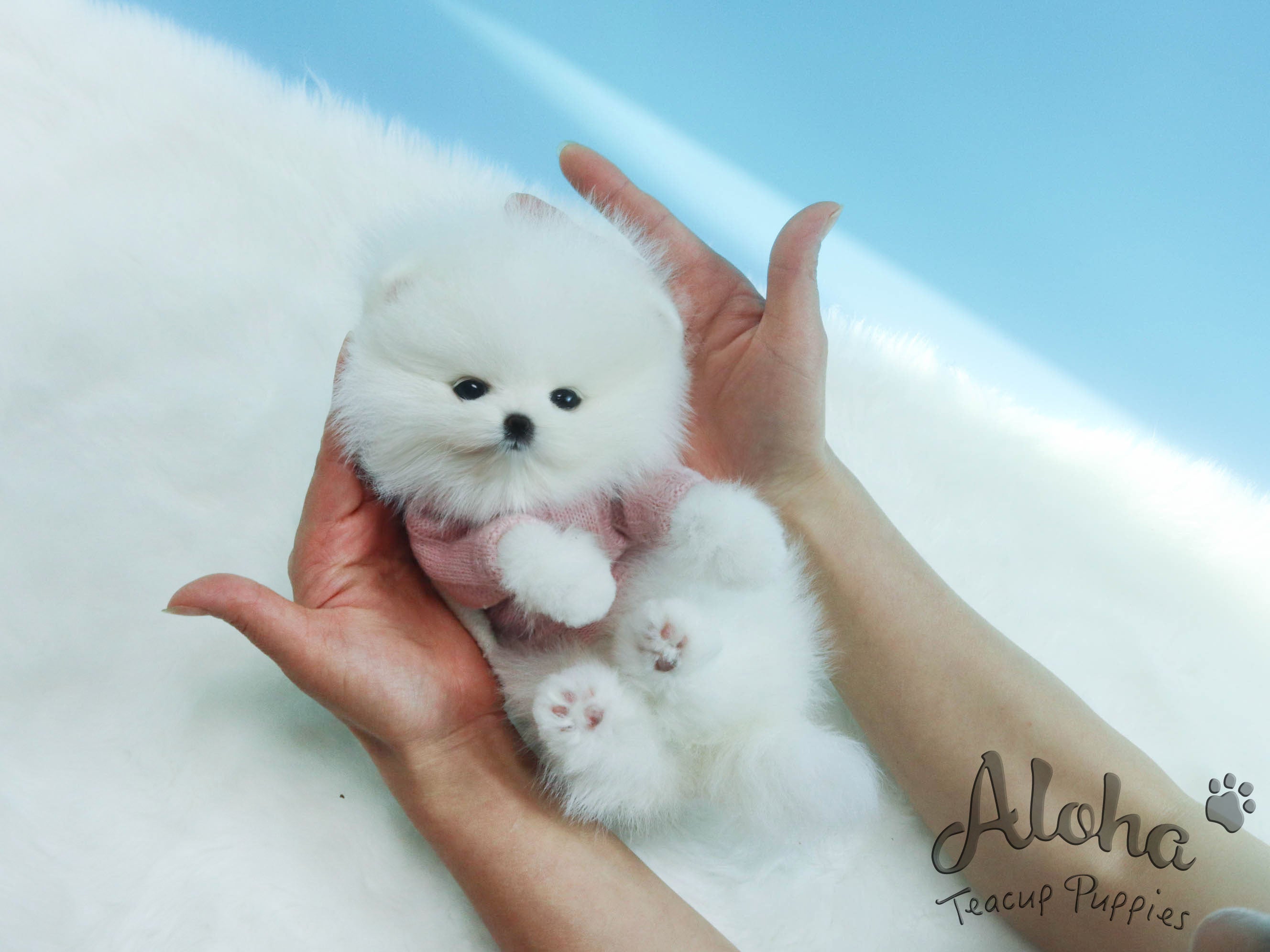 Lena [TEACUP POMERANIAN]