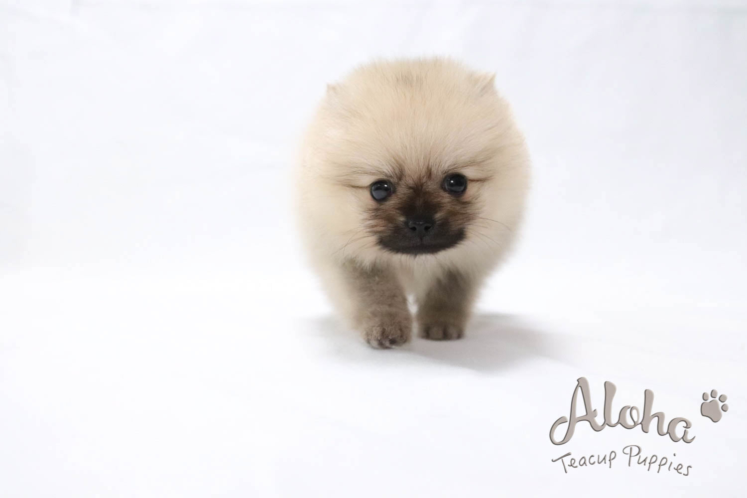Vendido a Renee, Espresso - [Pomerania]