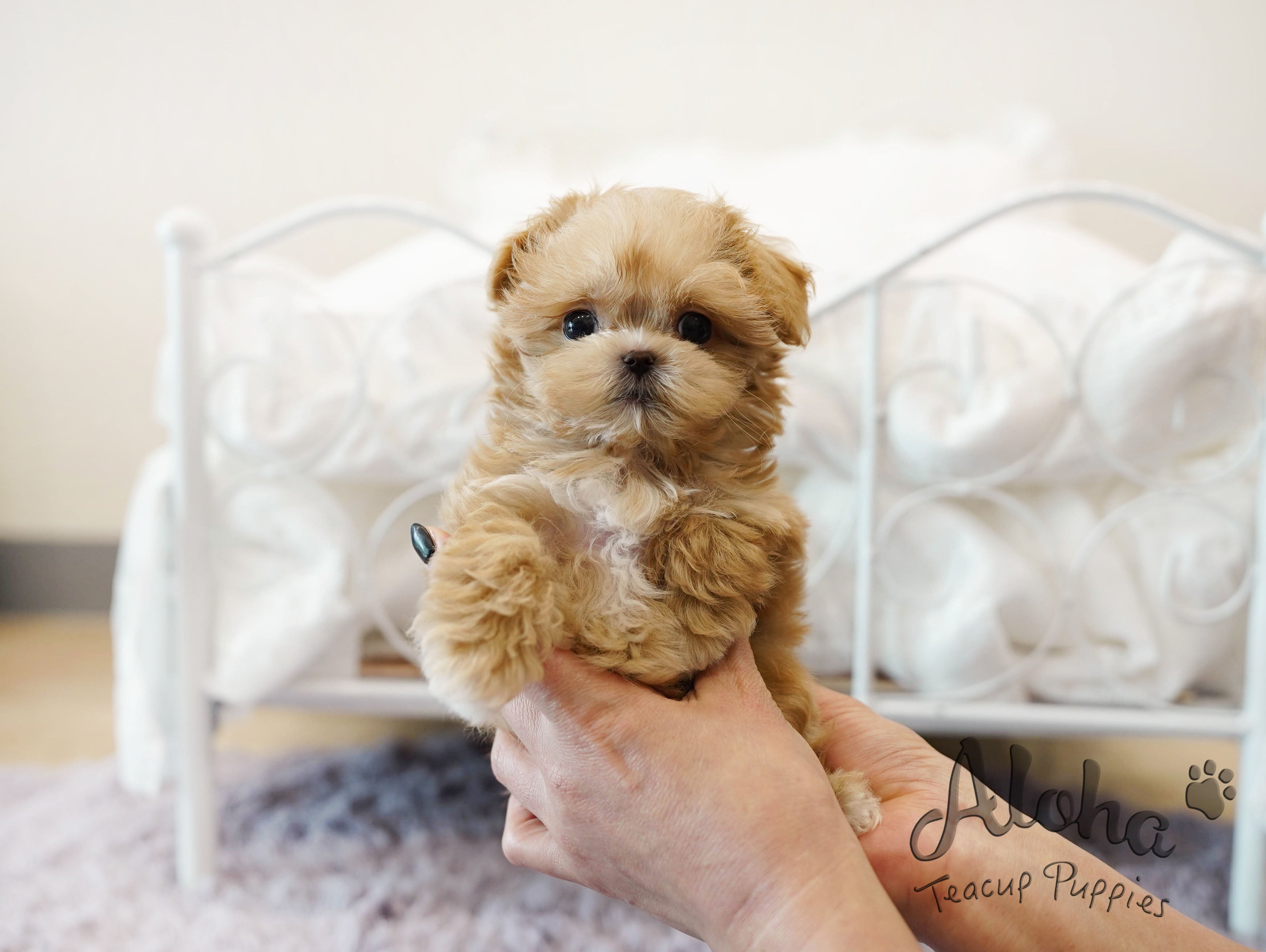 NACHO [TEACUP MALTIPOO]