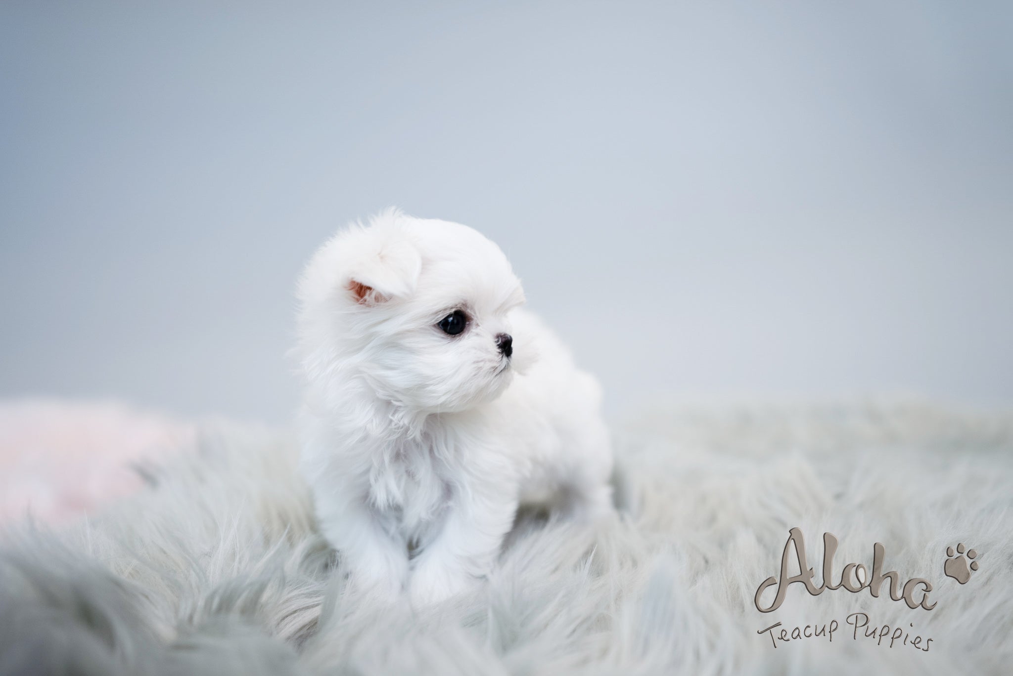 Agata [TEACUP MALTESE]