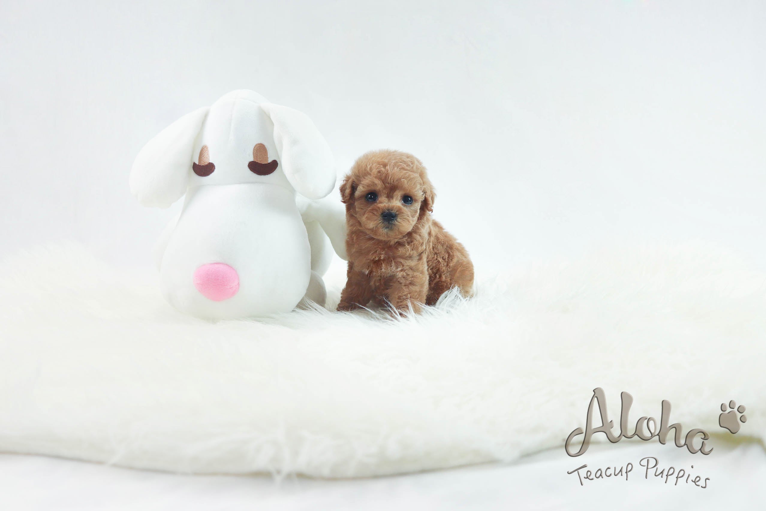 Sold to Delilah, baguette [TEACUP MALTIPOO]