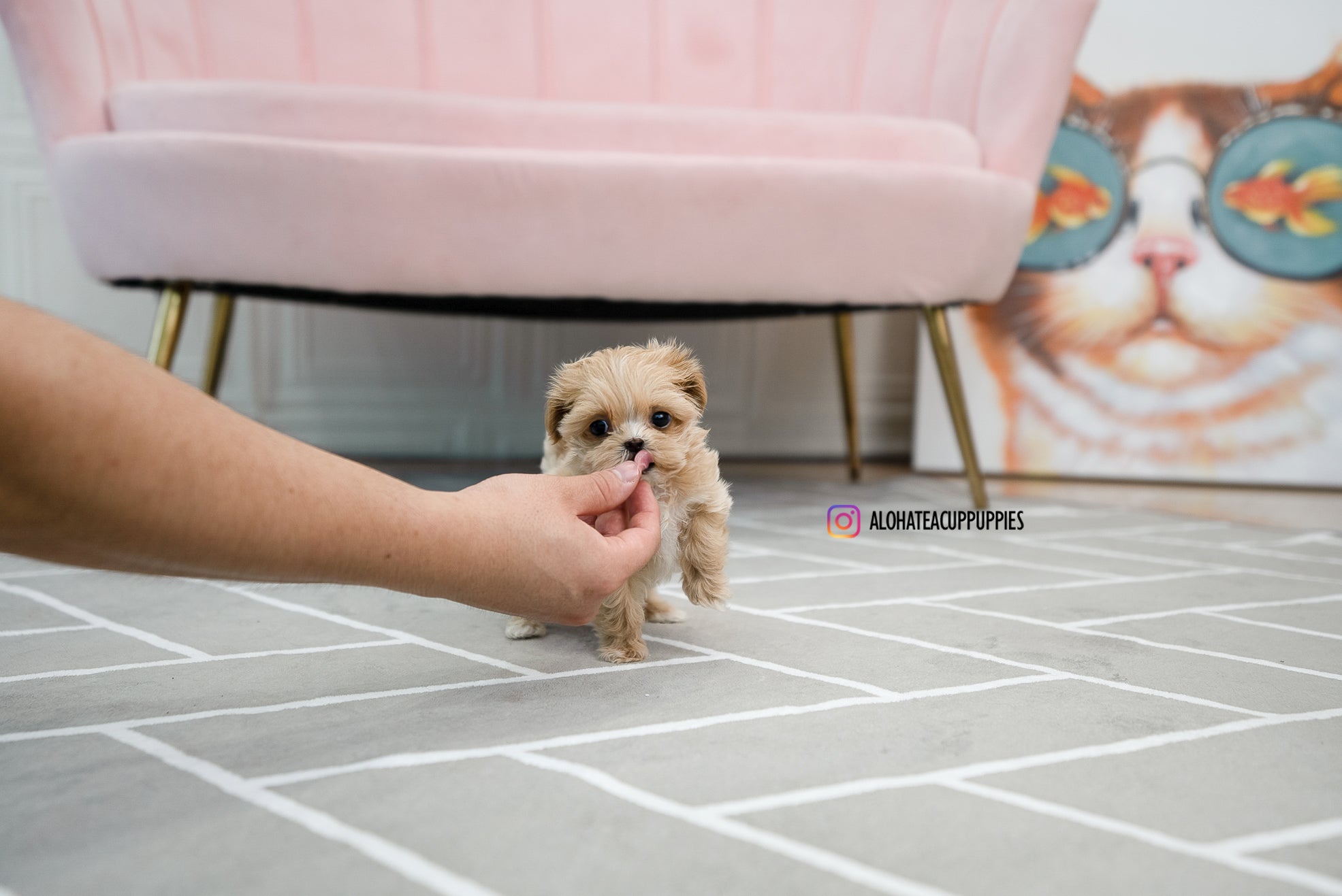 Mary [TEACUP MALTIPOO]