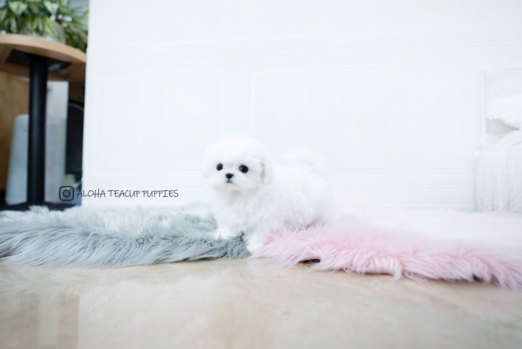 Frida [TEACUP MALTESE]