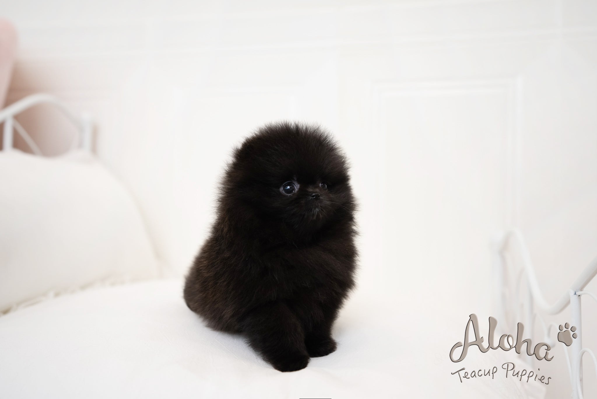 zoe [TEACUP POMERANIAN]