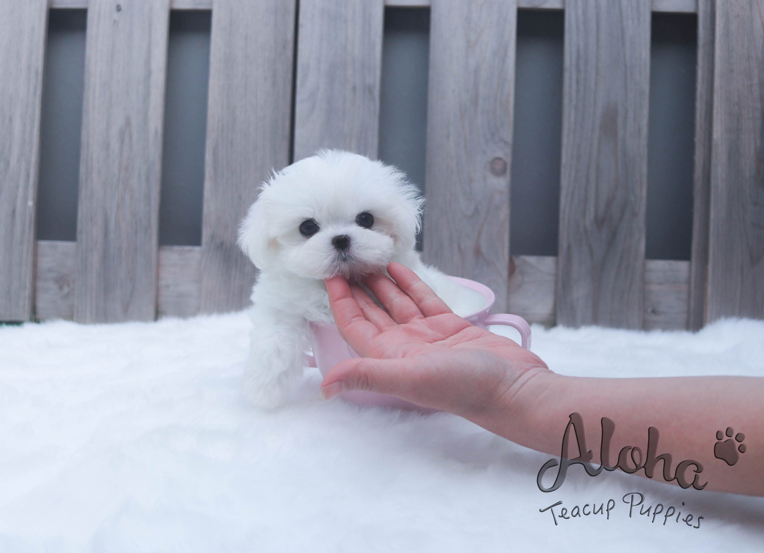 Sold to Pham, Bailey [TEACUP Maltese]
