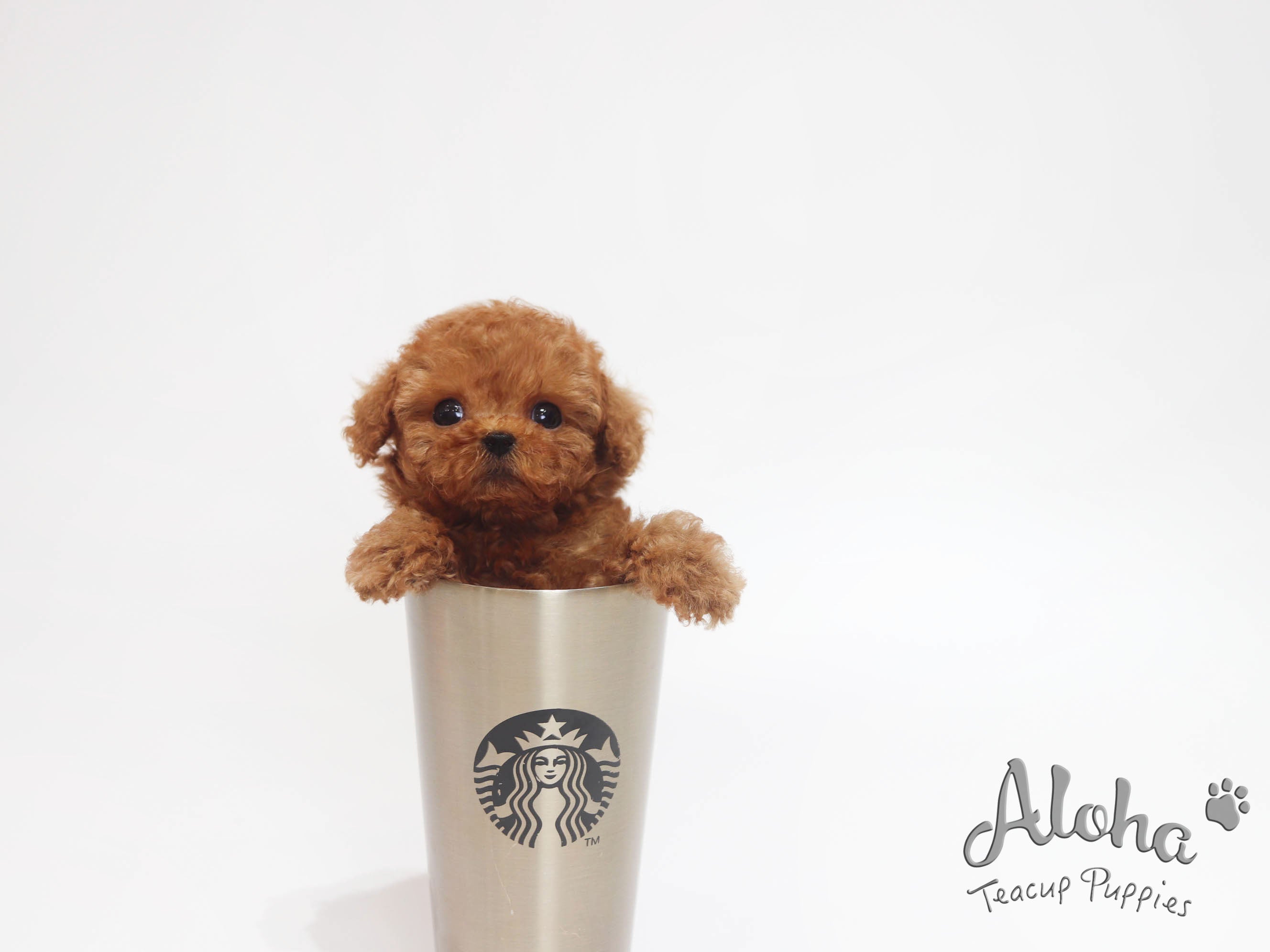 Versace [TEACUP POODLE]